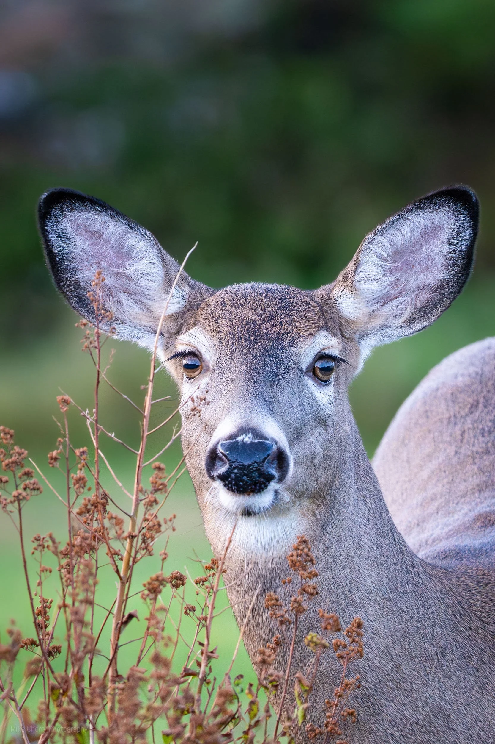  Whitetail Deer 