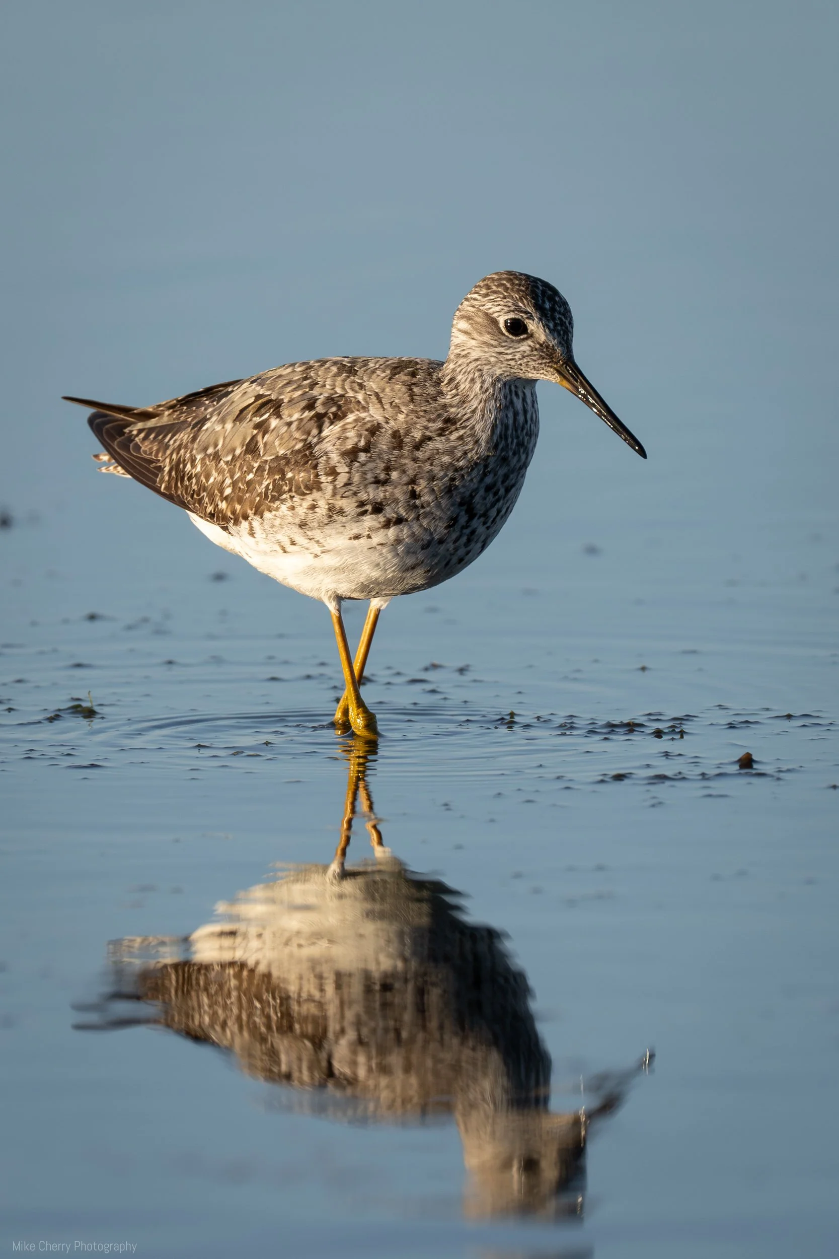 Lesser Yellowleg Sandpiper 