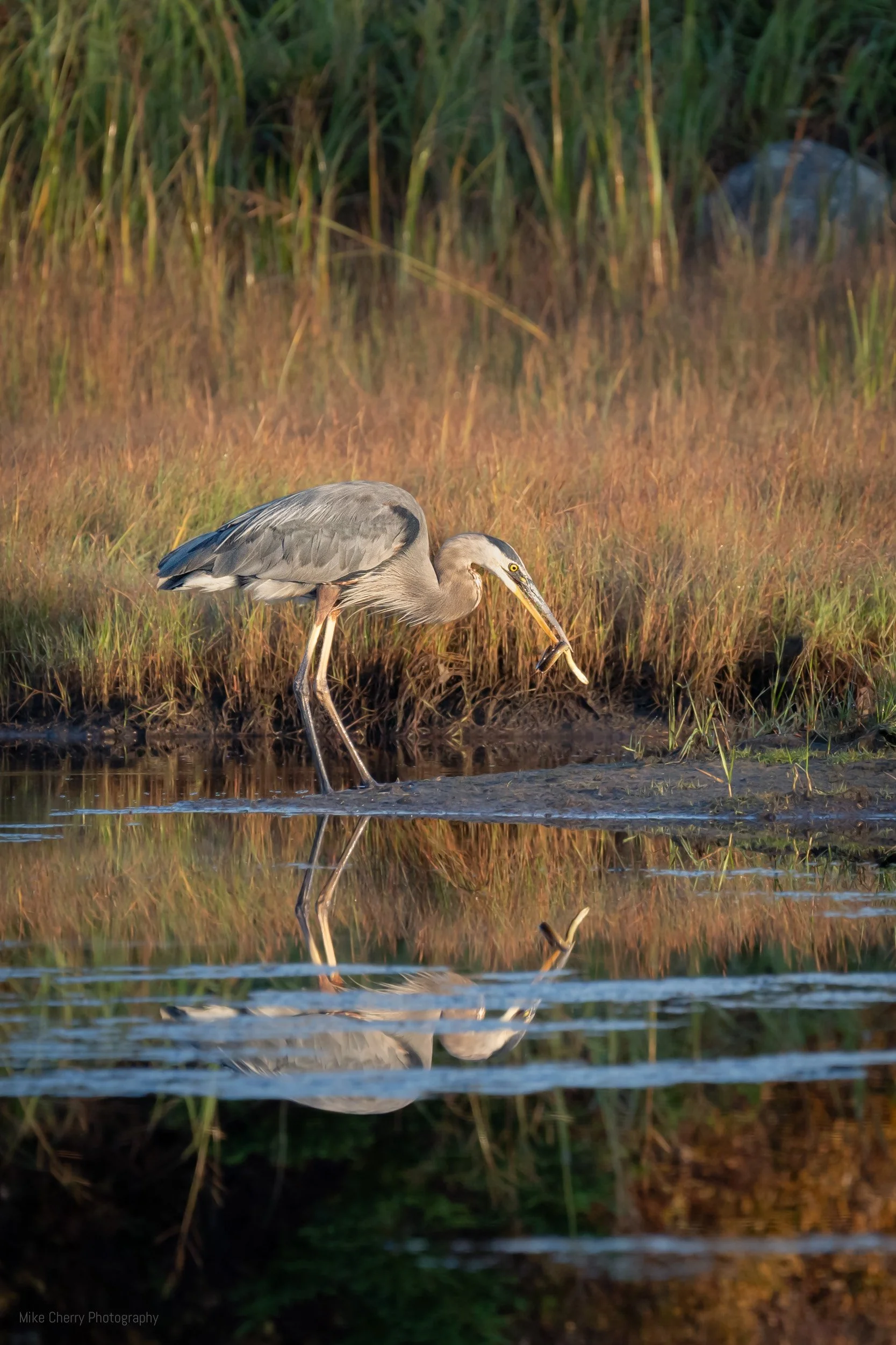  Great  Blue Heron eating Eel 