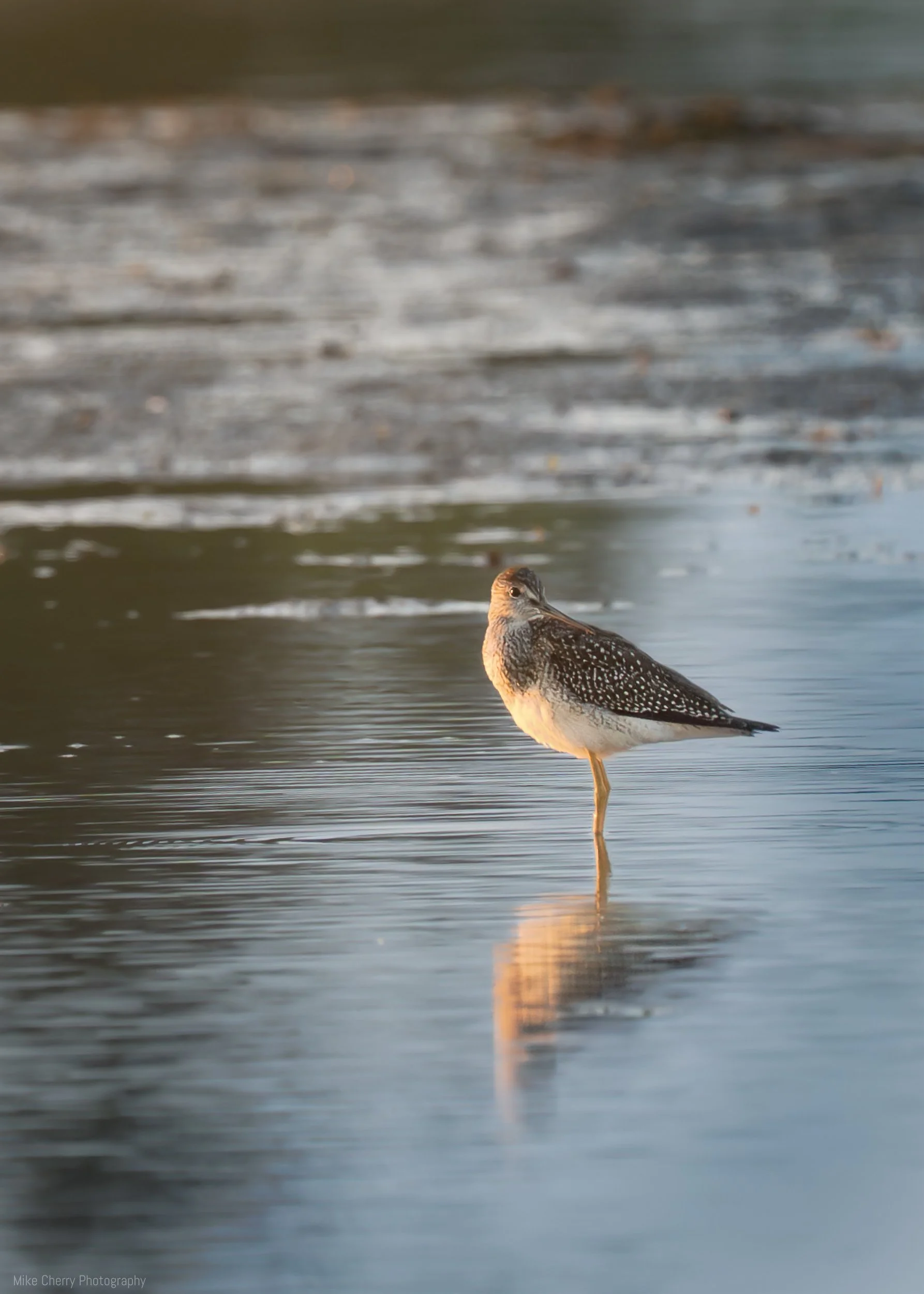  Lesser Yellowleg Sandpiper 