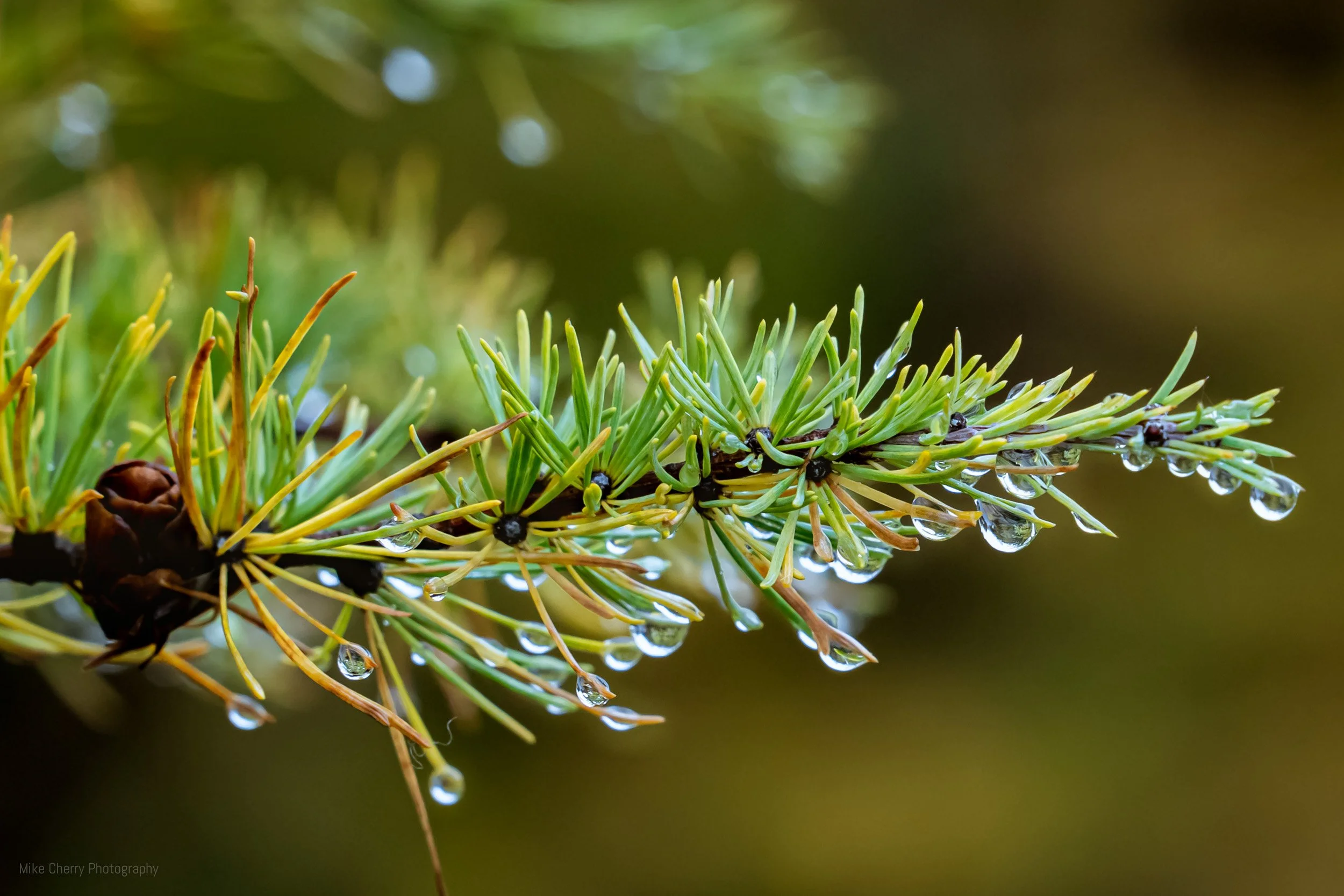  Water Drops on Fir Branch 