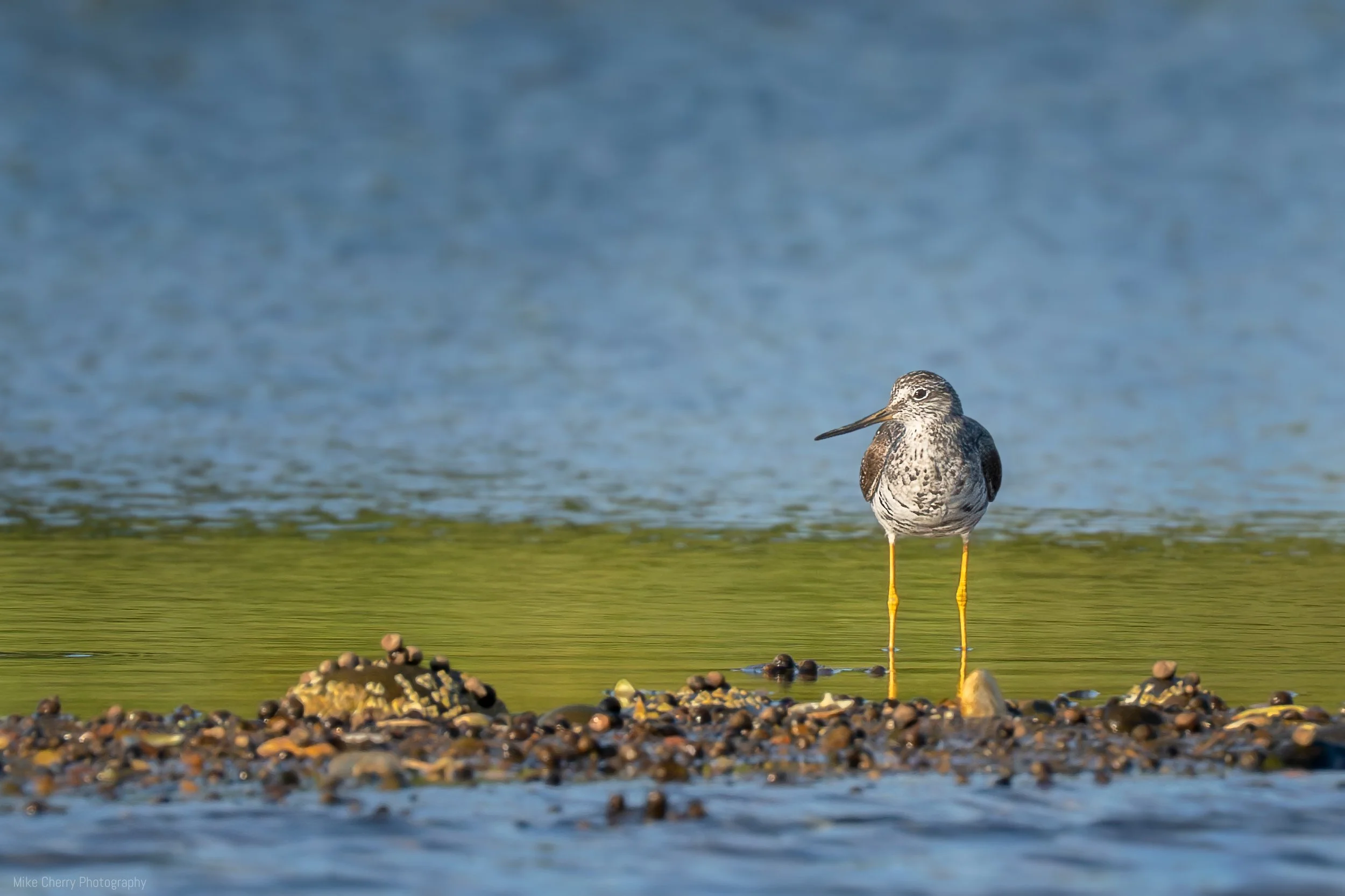  Lesser Yellowleg Sandpiper 