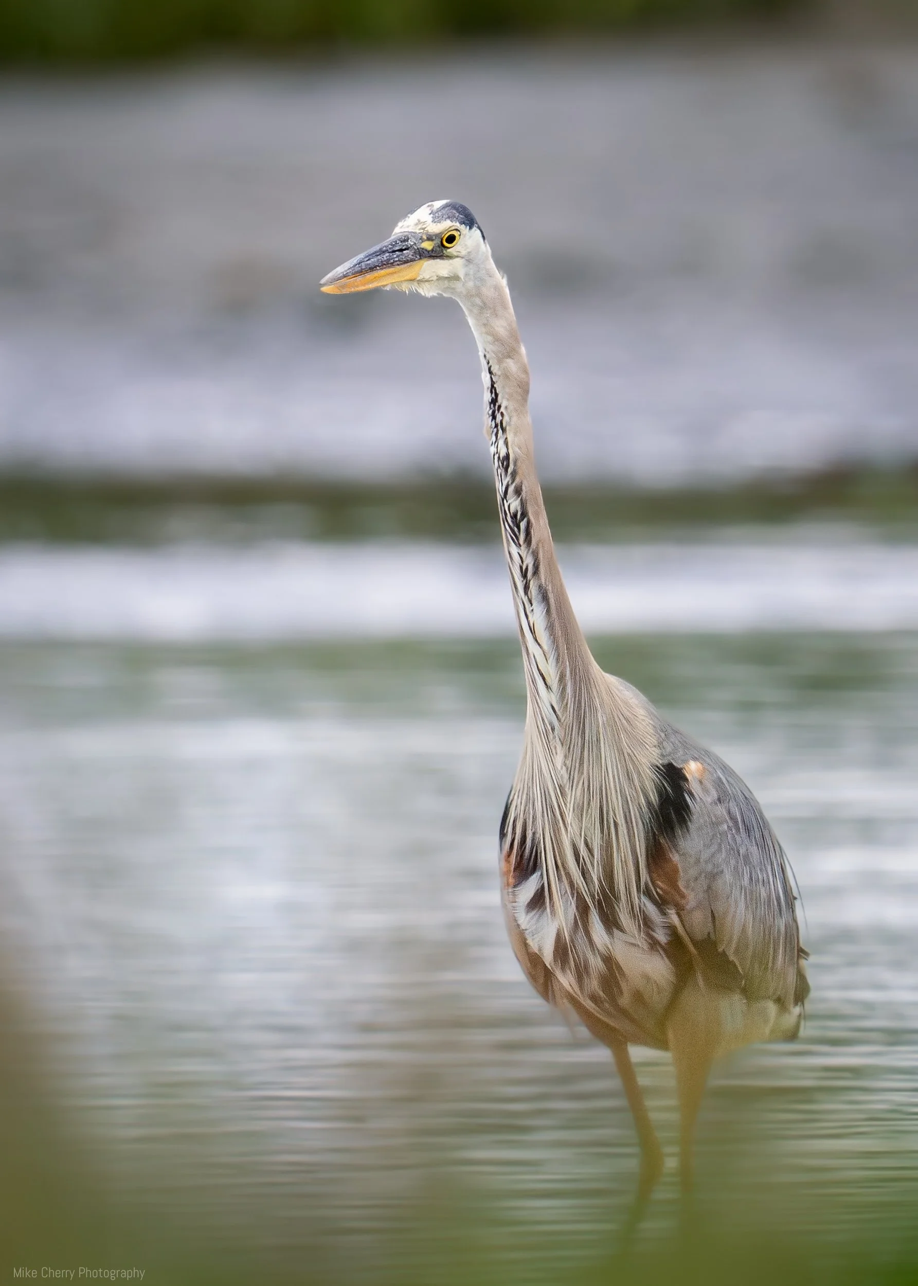  Great Blue Heron 