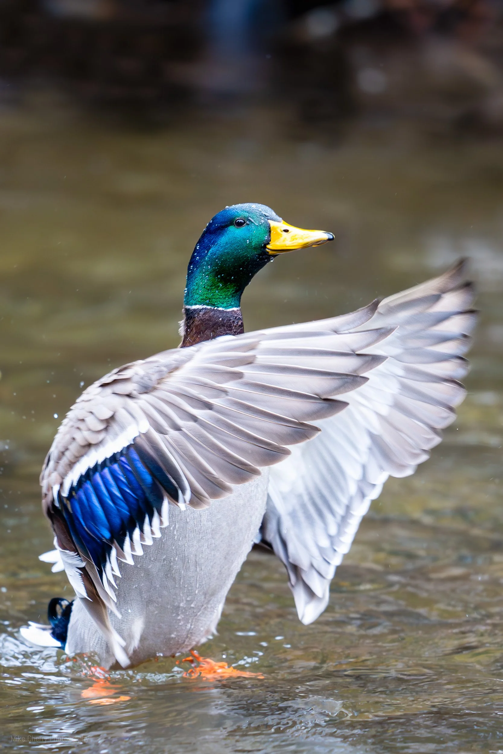 Mallard Duck 