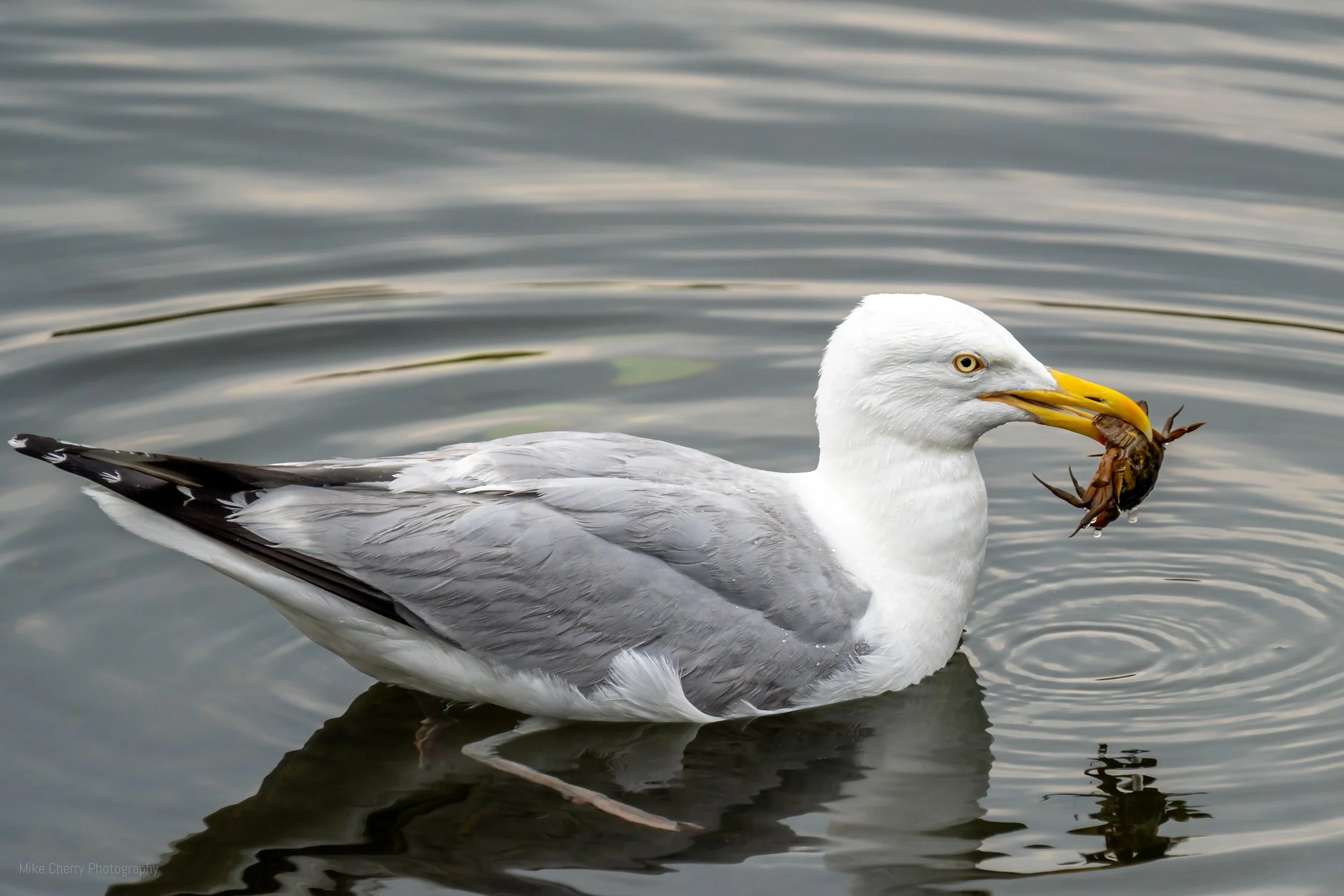  Herring Gull 