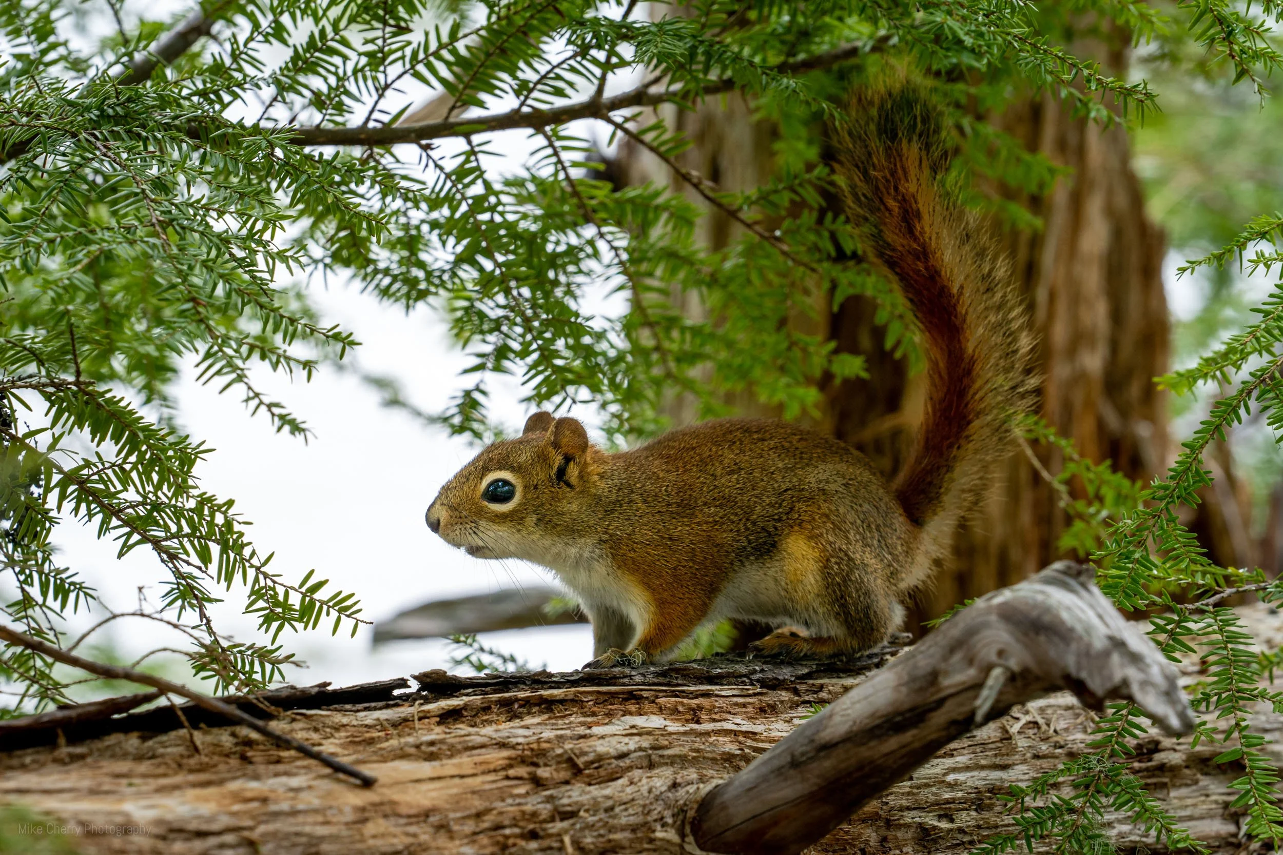  Red Squirrel 