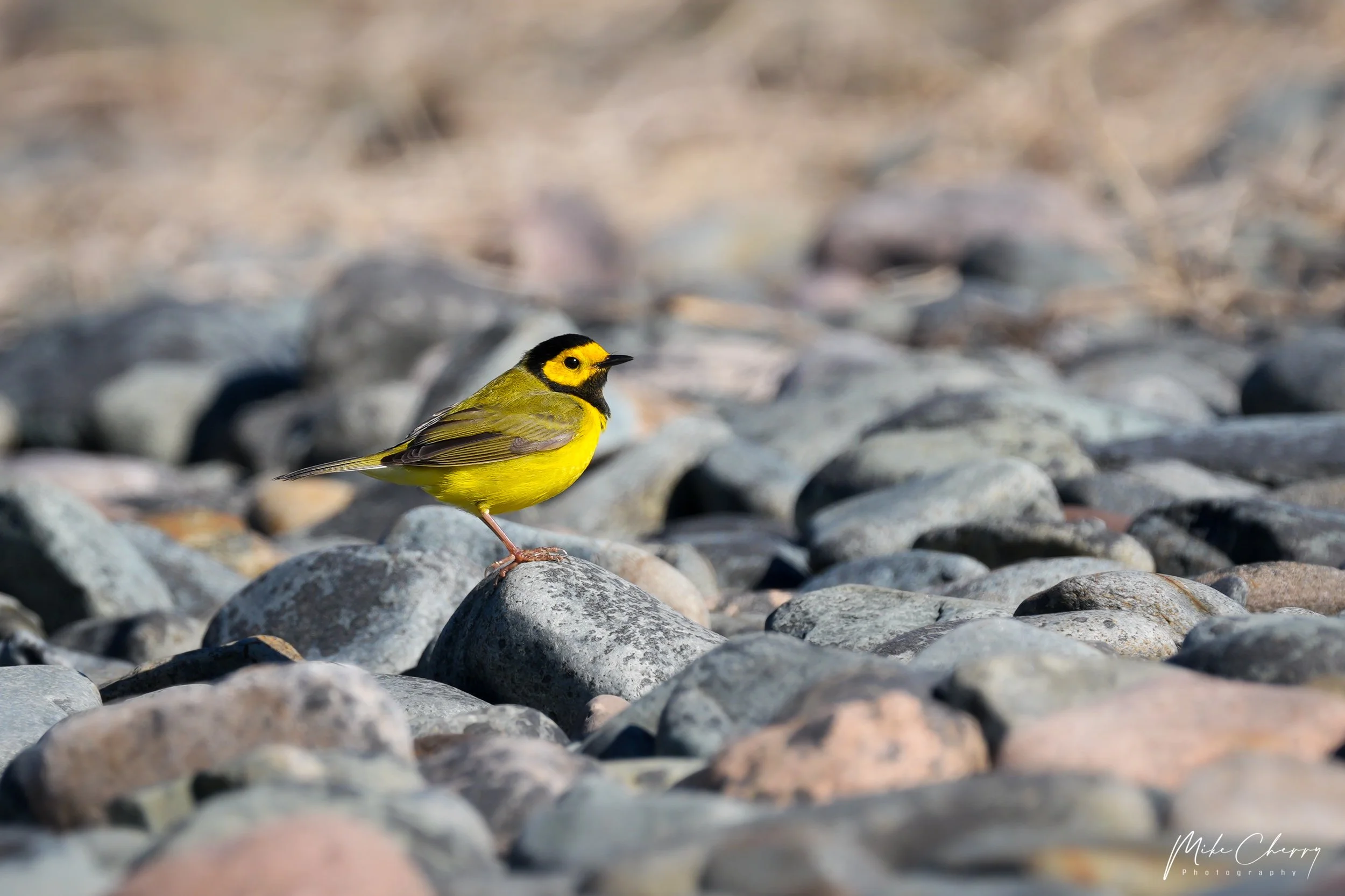 WLD118-hooded-warbler.jpg