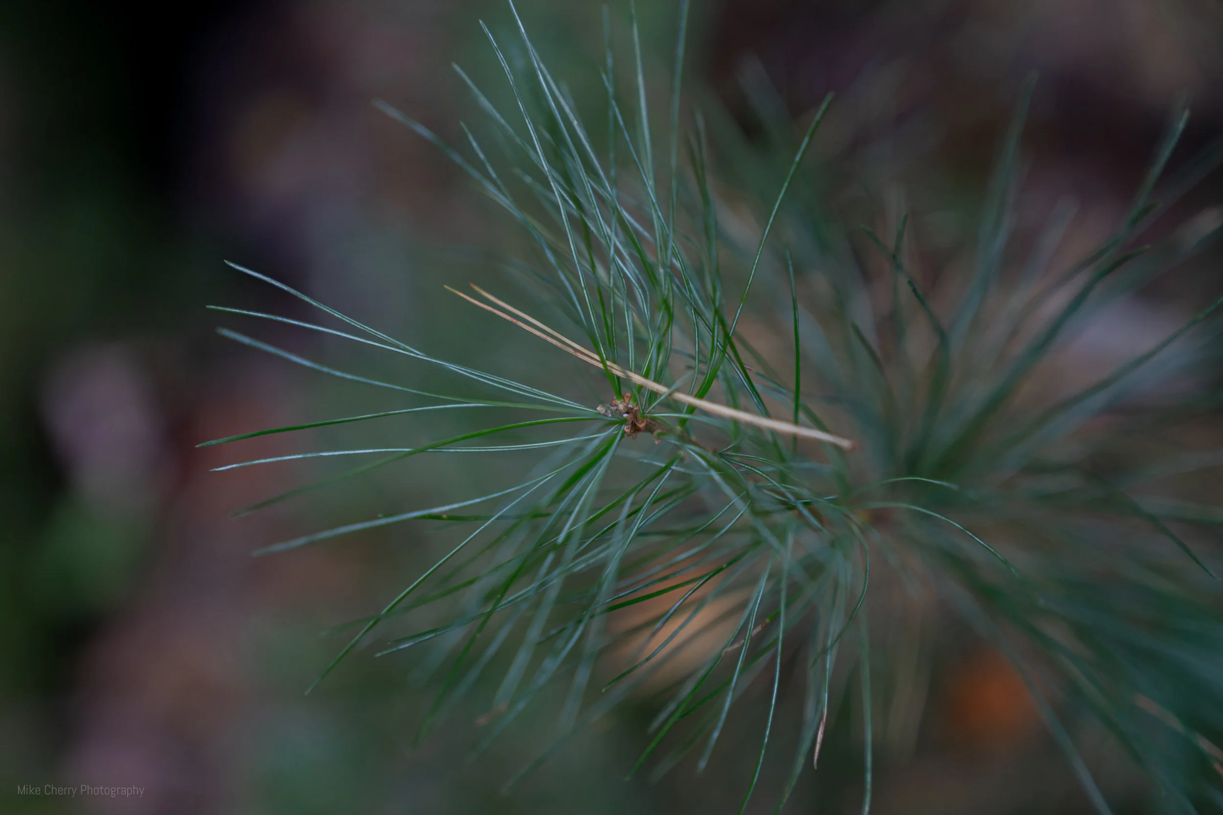  White Pine Branch 