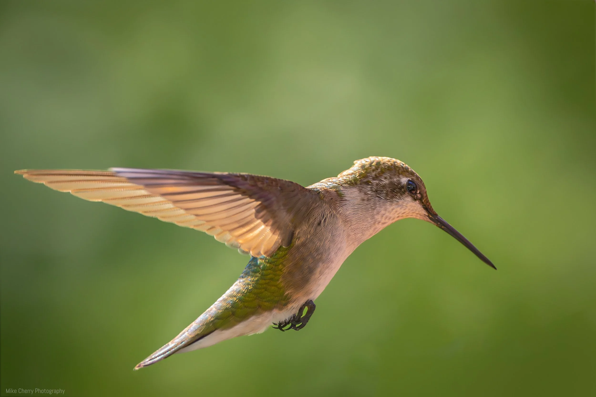  Ruby-throated Hummingbird 