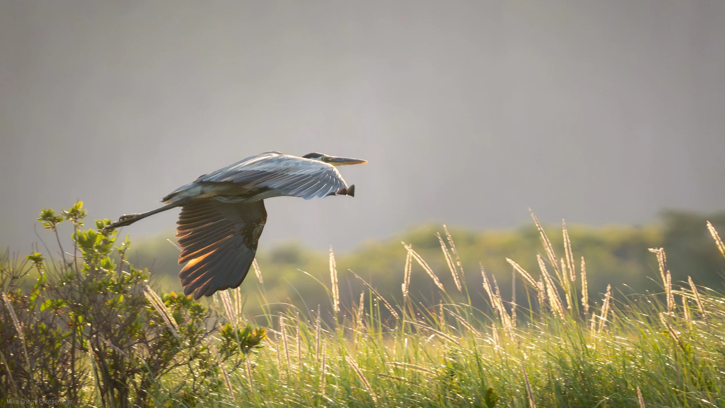  Great Blue Heron 