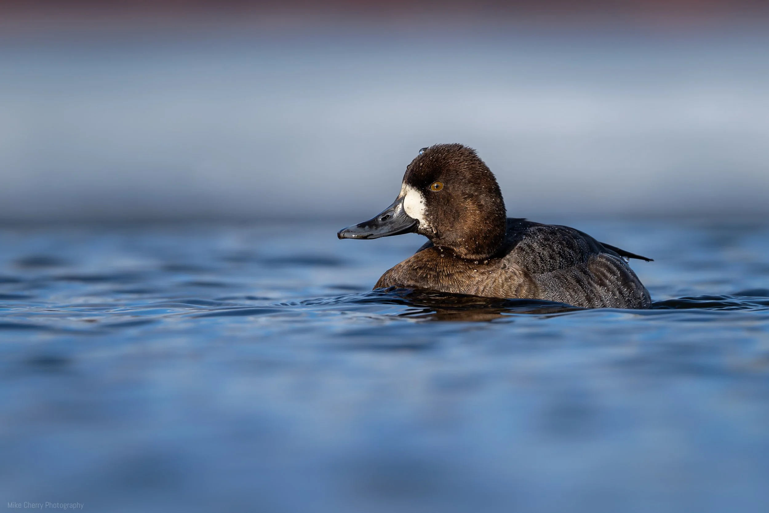  Lesser Scaup (Female) 