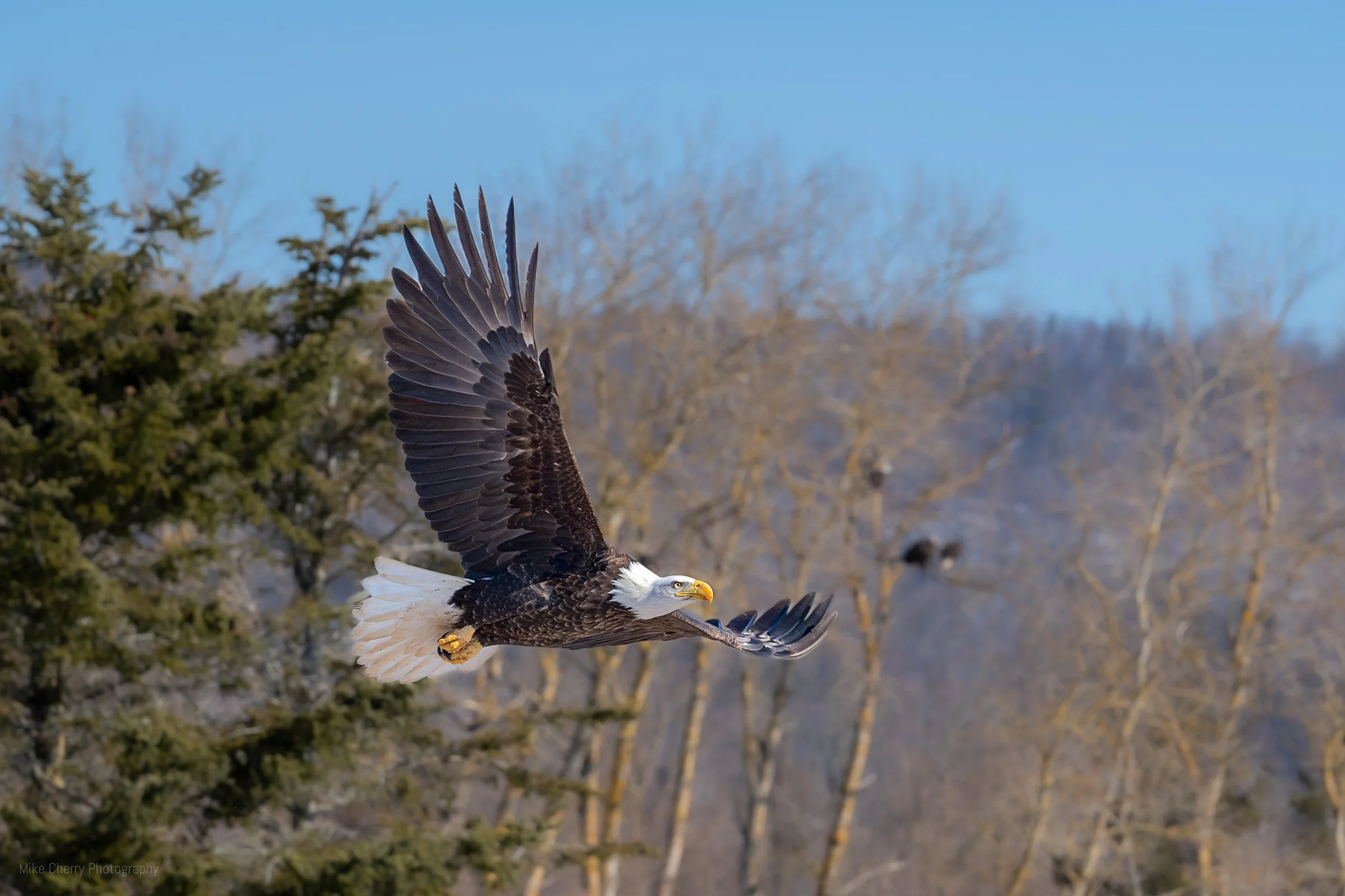  Bald Eagle 