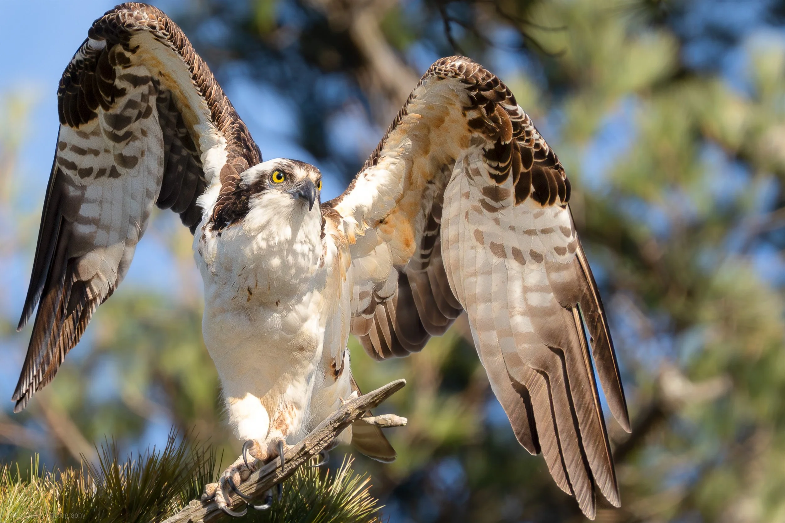  Osprey 