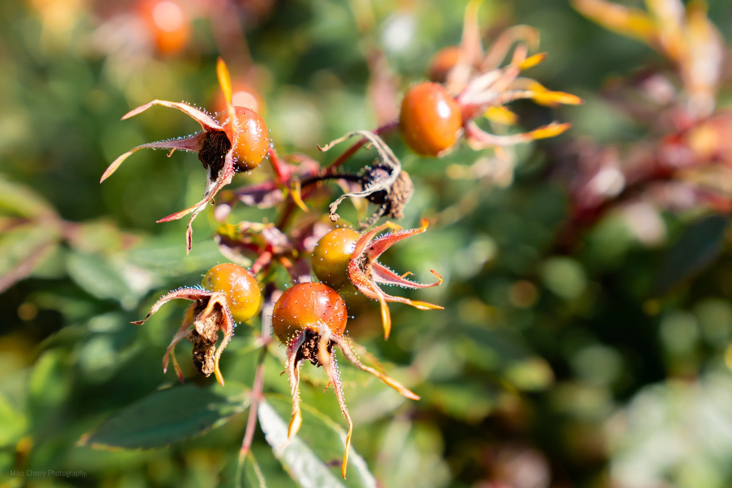  Rose Bush Buds 