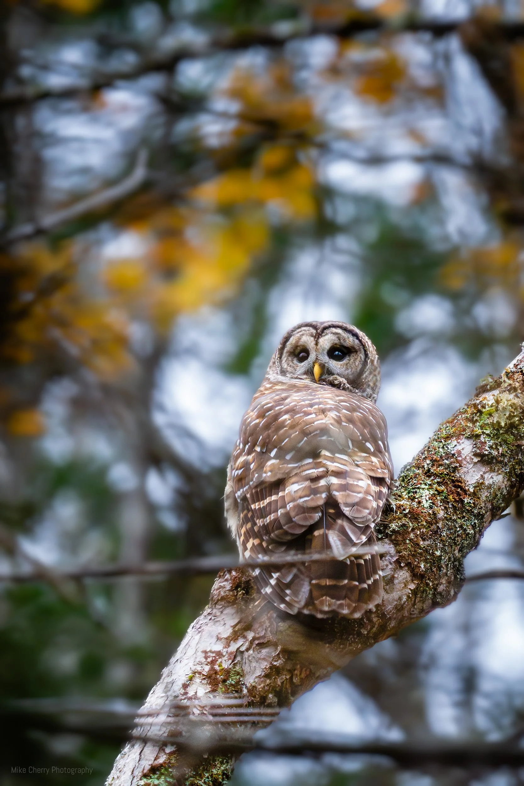  Barred Owl 