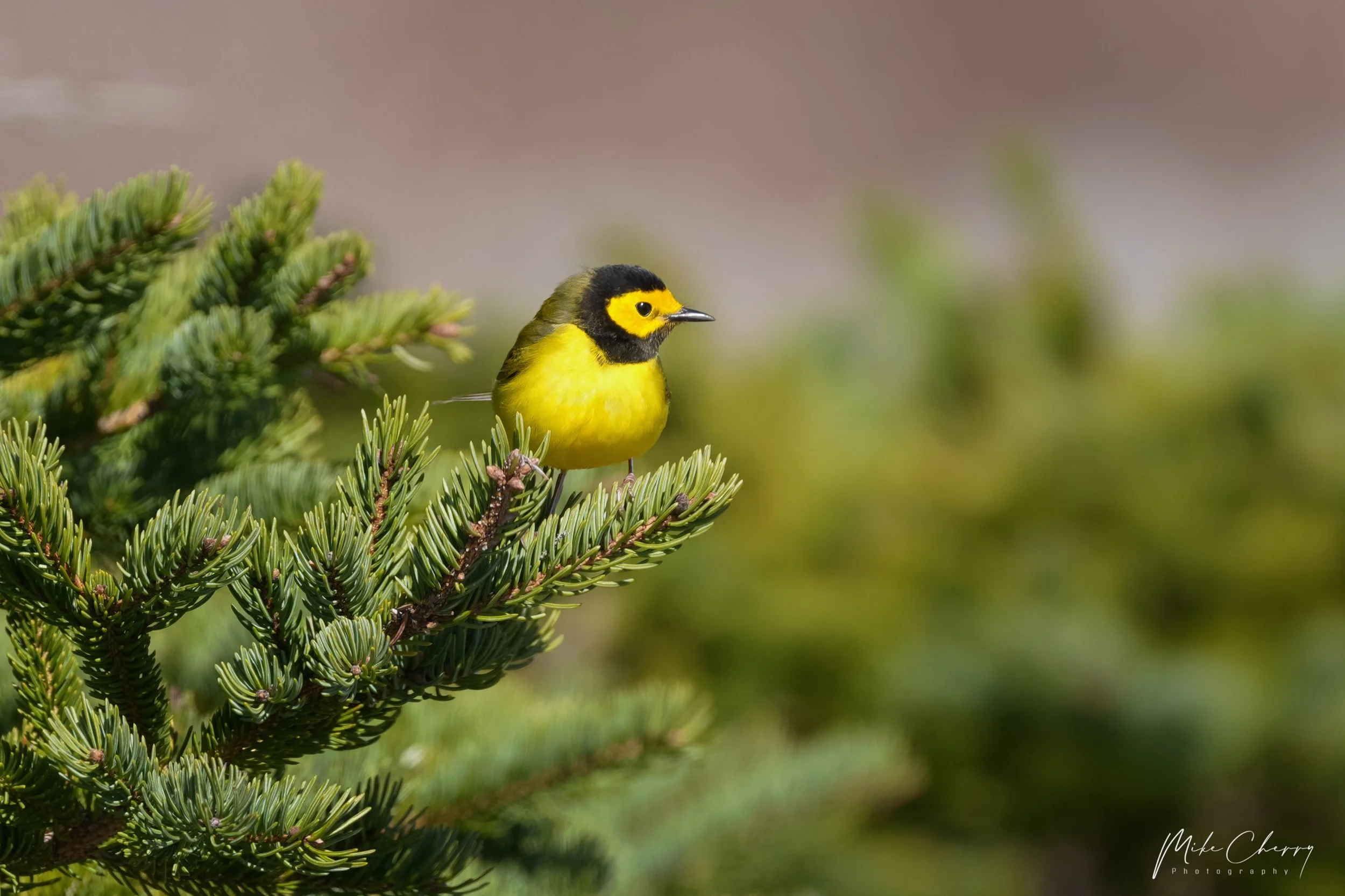 WLD117-hooded-warbler.jpg