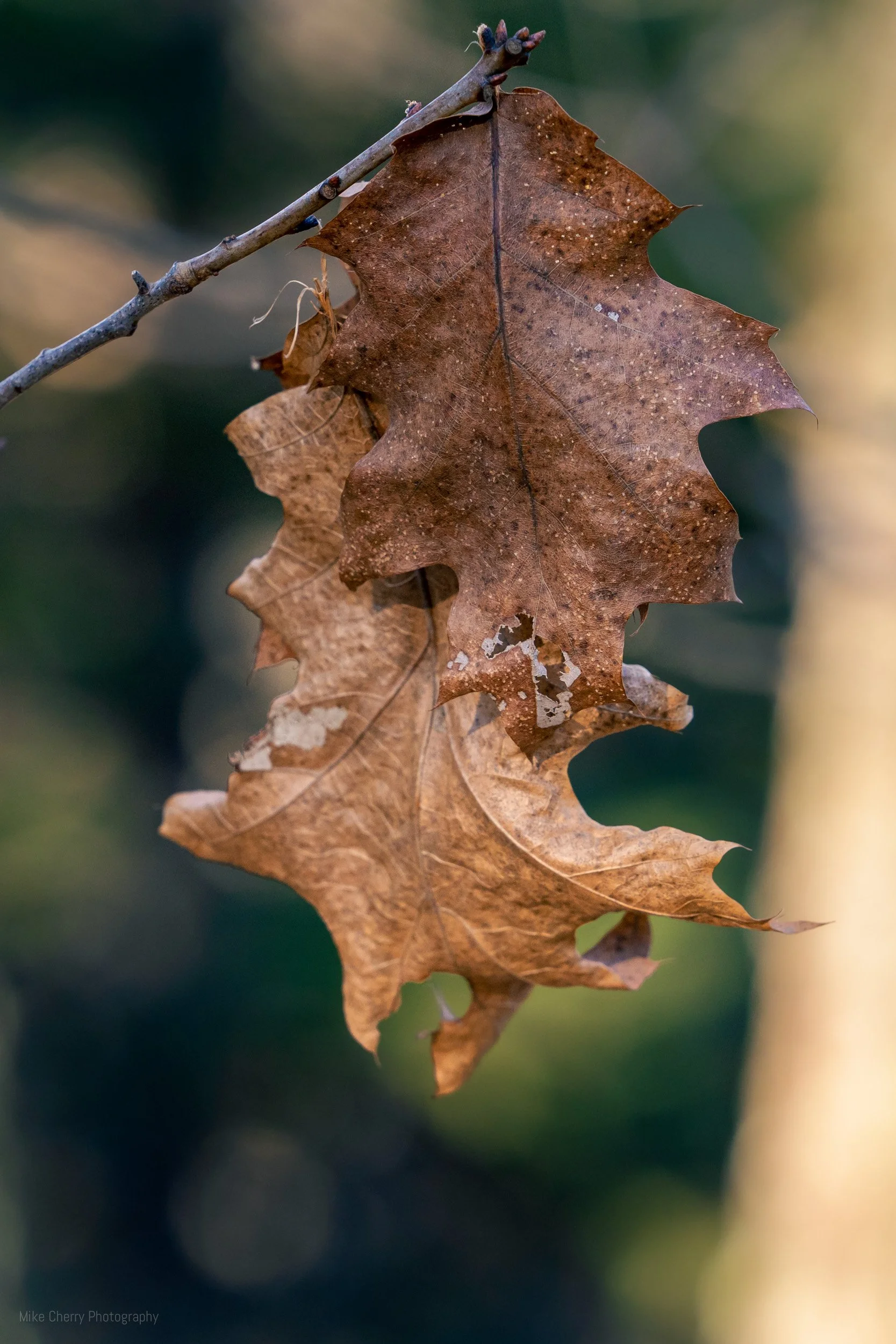  Dried Oak Leaf 