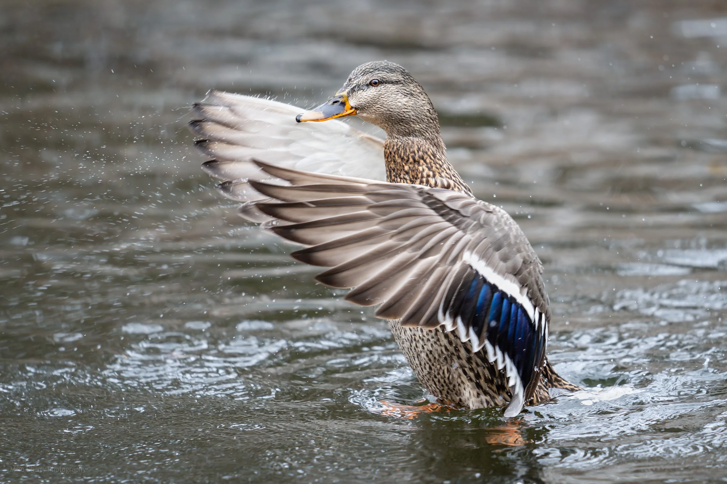  Mallard Duck 