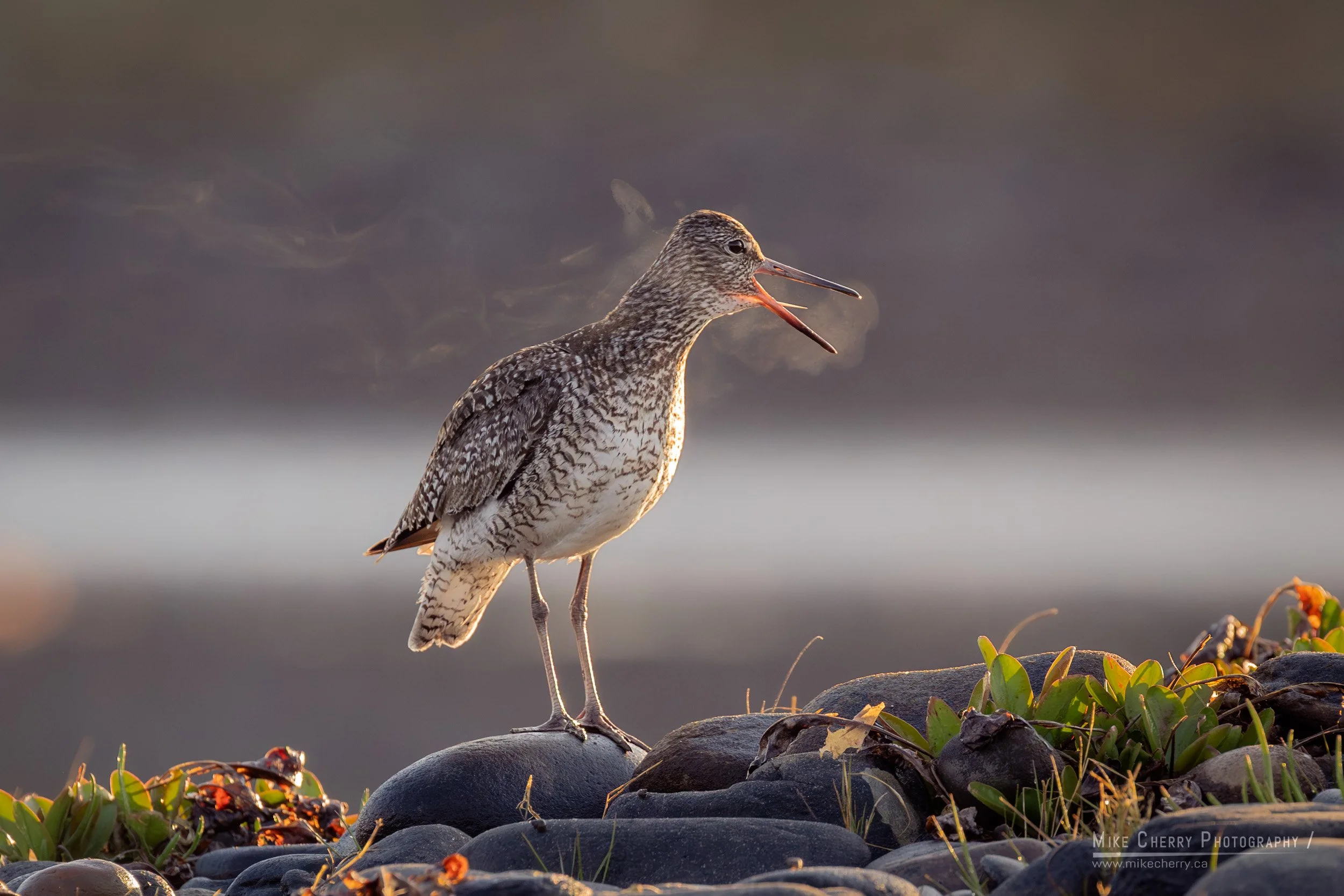  Willet 