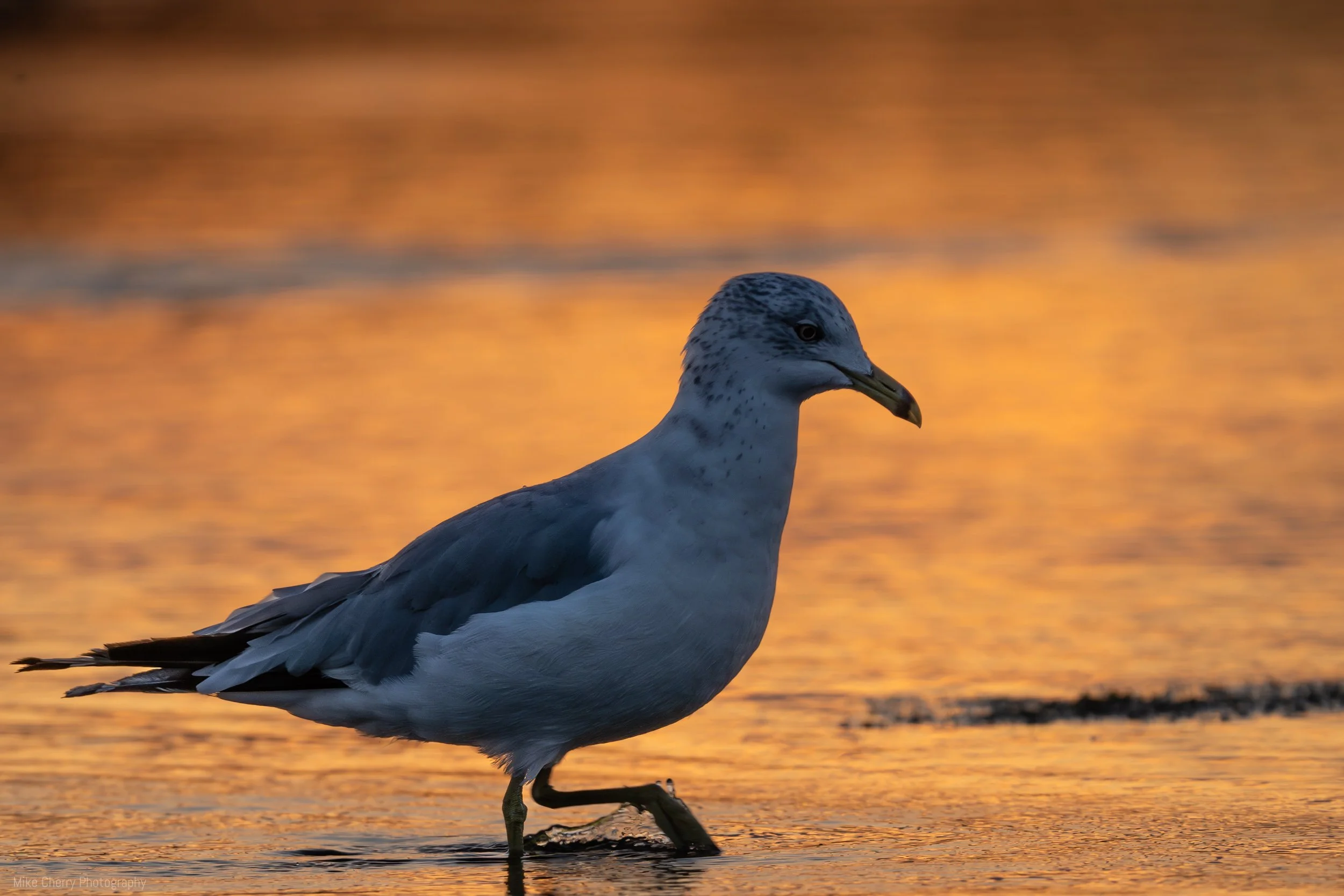  Ring-Billed Gull 