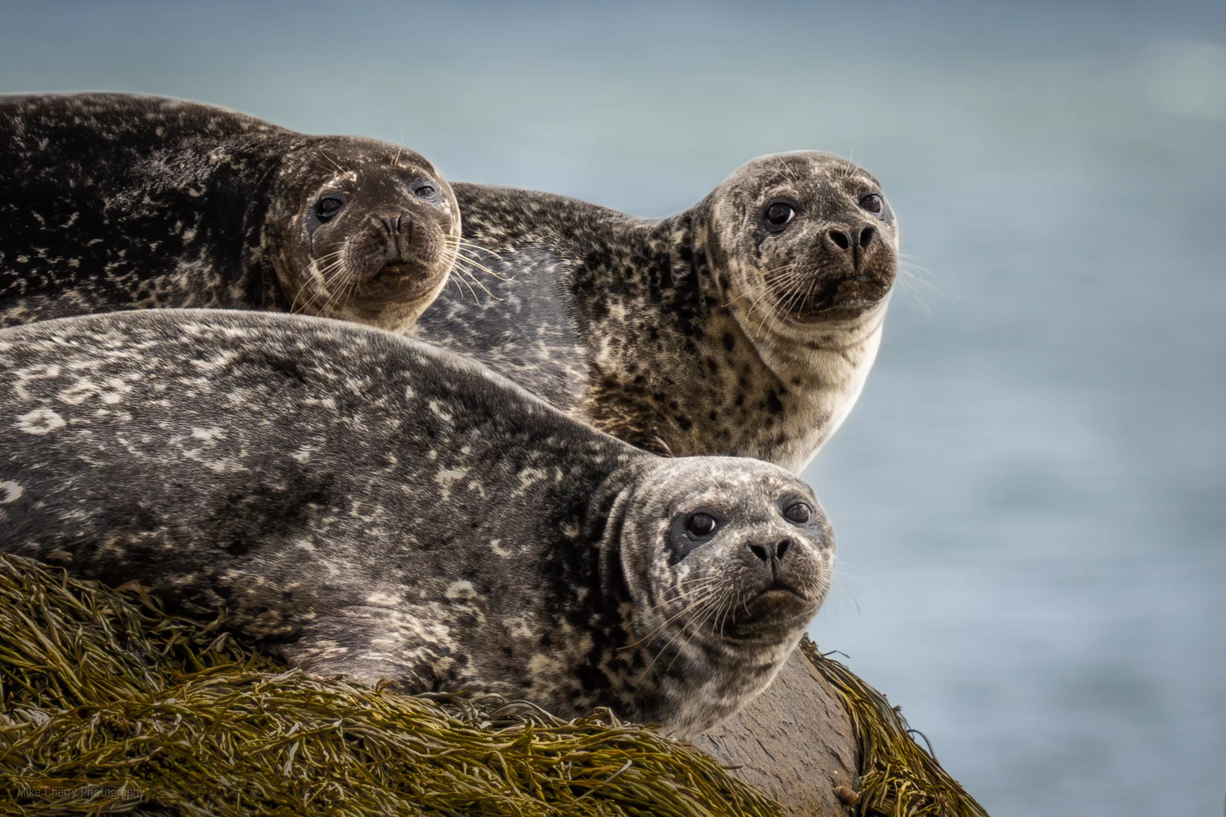 Harbor Seals 