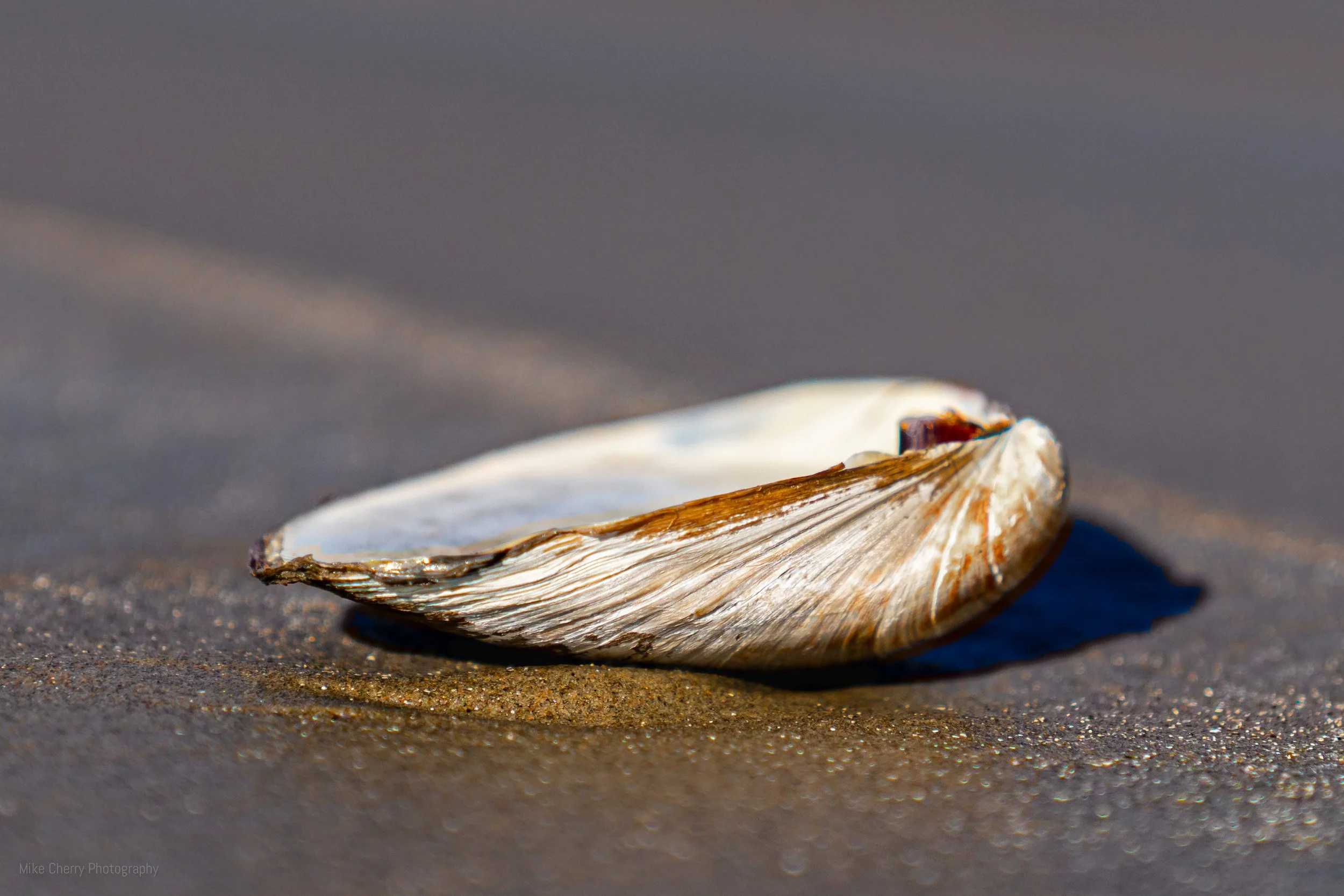  Atlantic Surf Clam, Martinique Beach, NS 