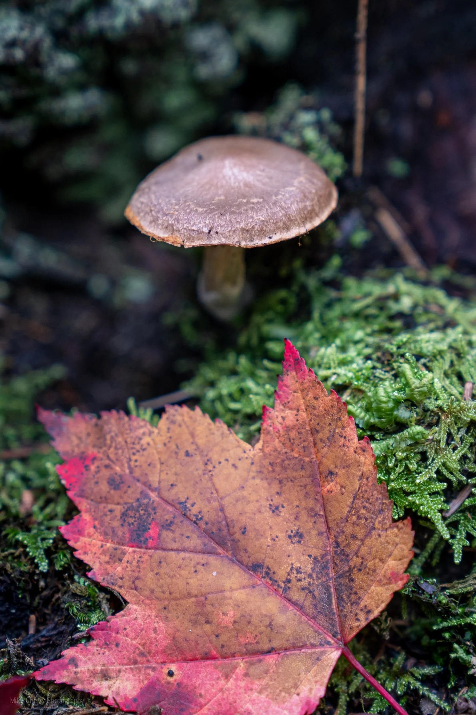  Maple Leaf and Mushroom 