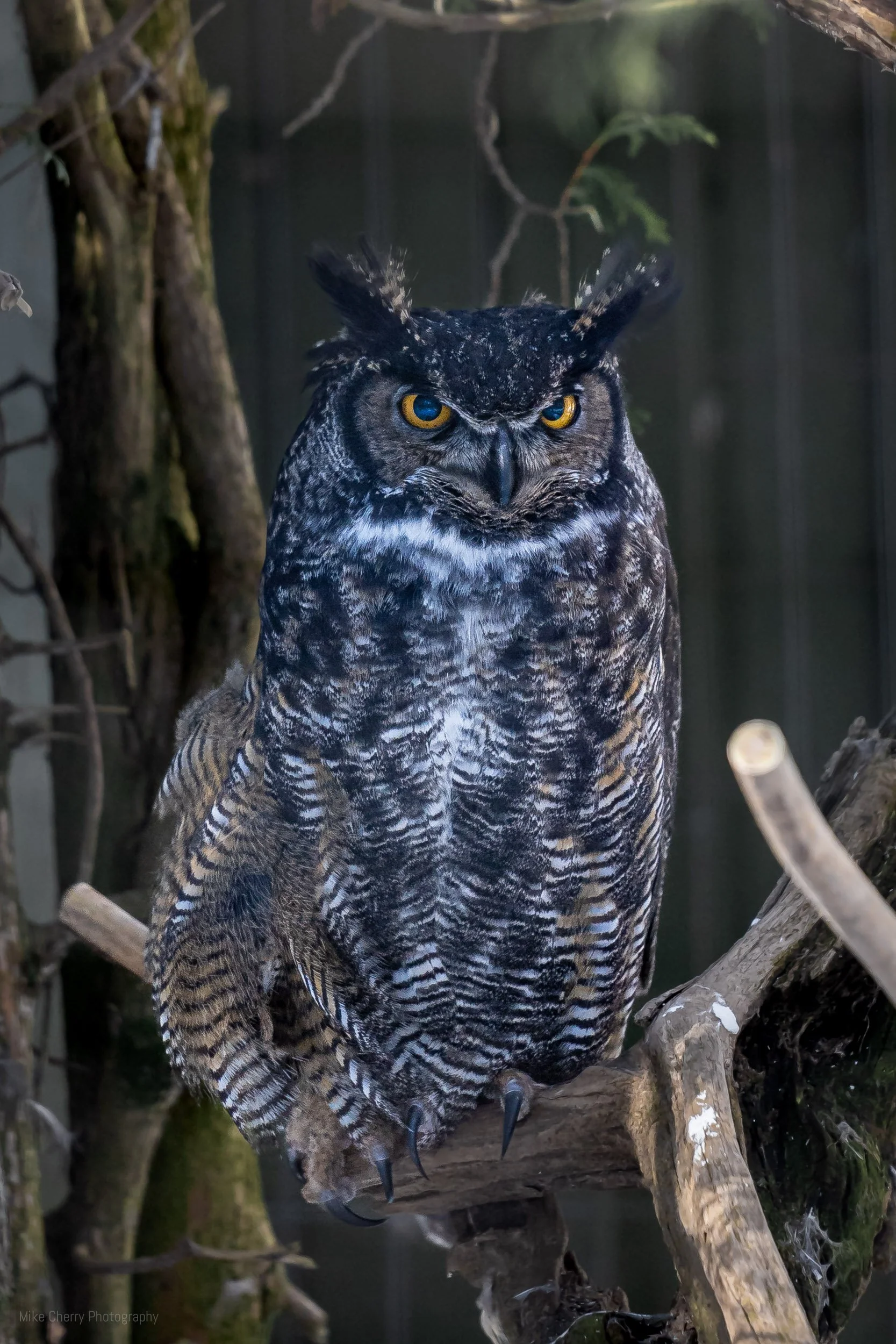  Great Horned Owl 