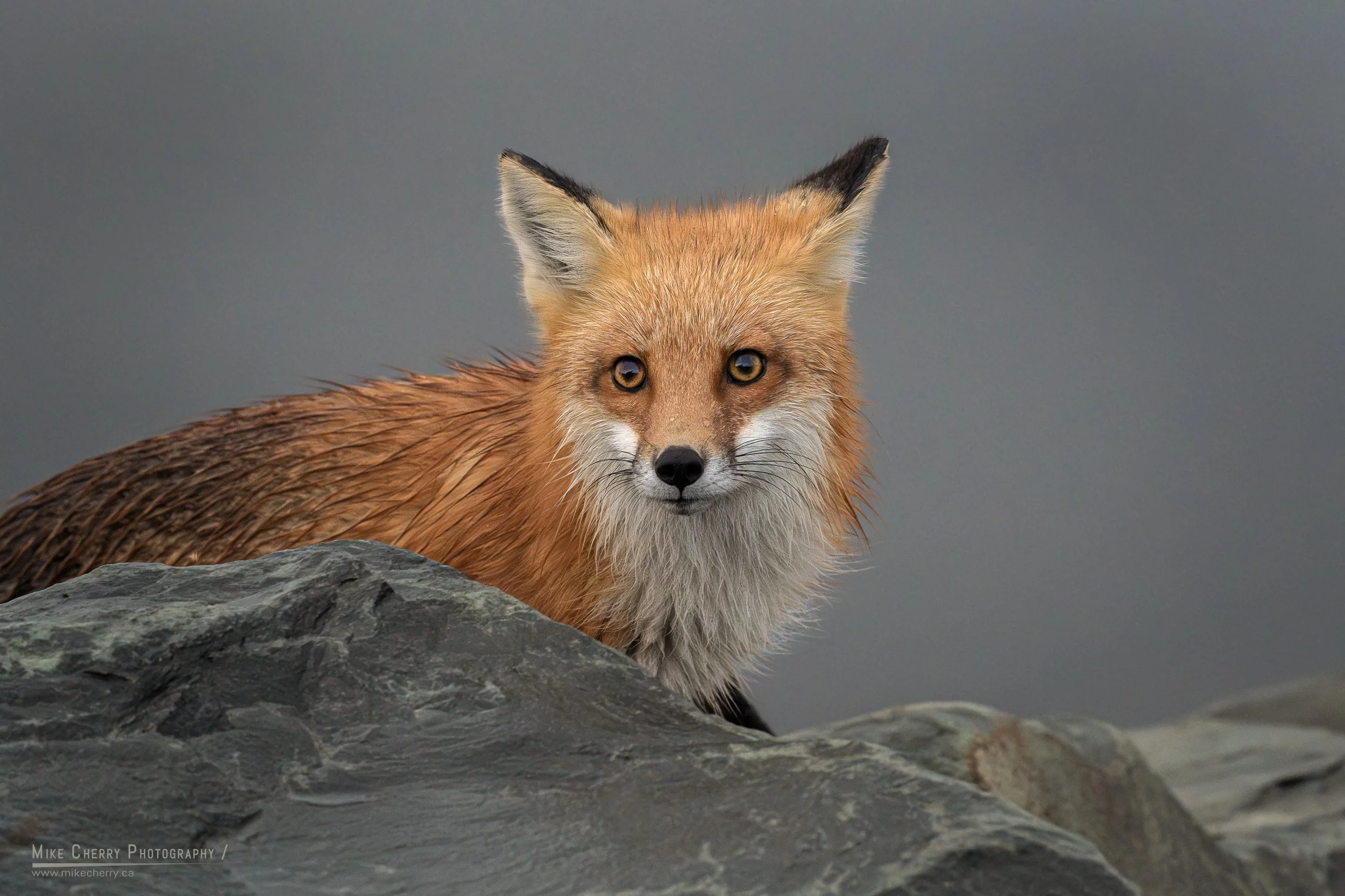  Red Fox 