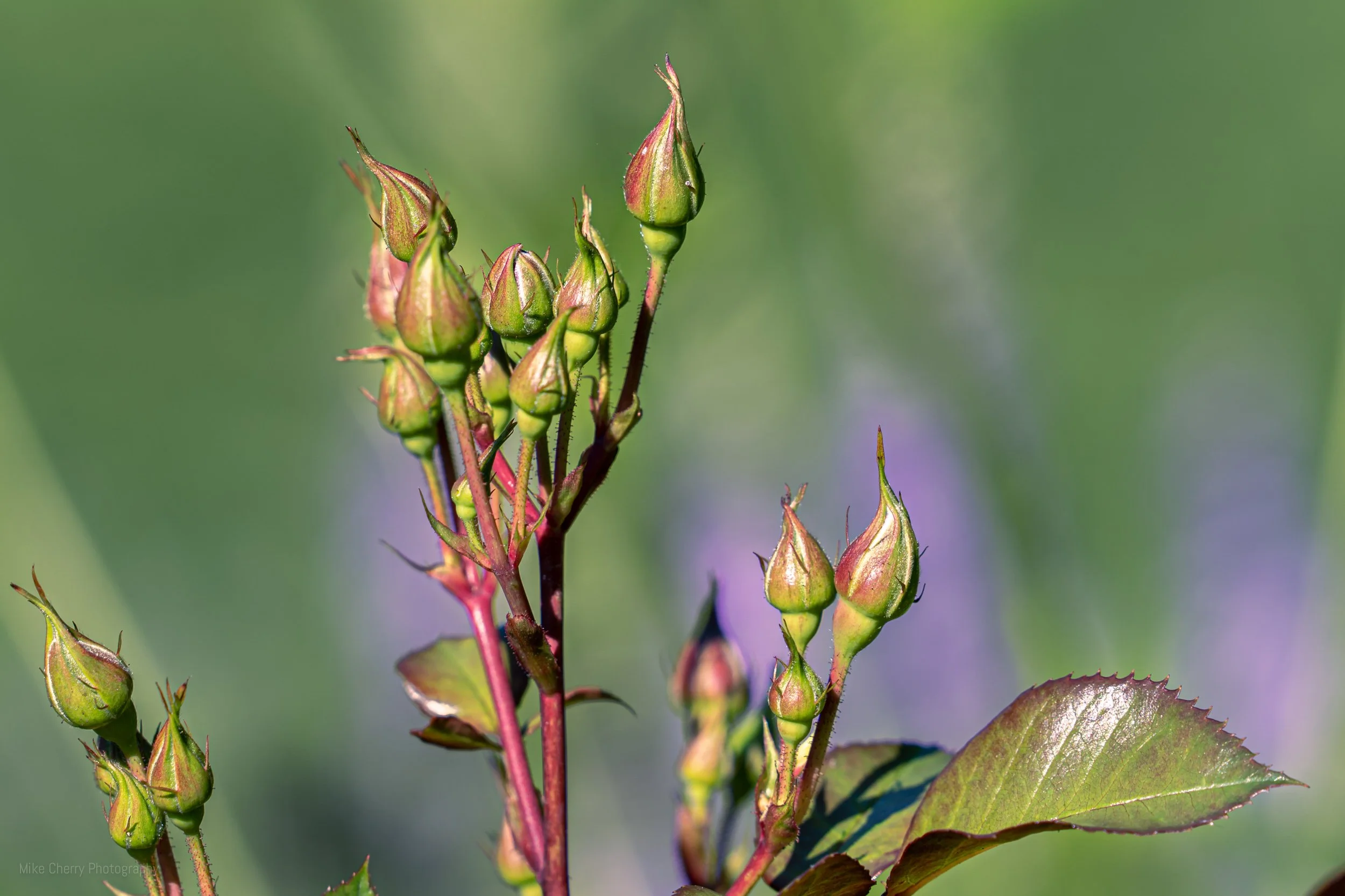  Roadside Plant 