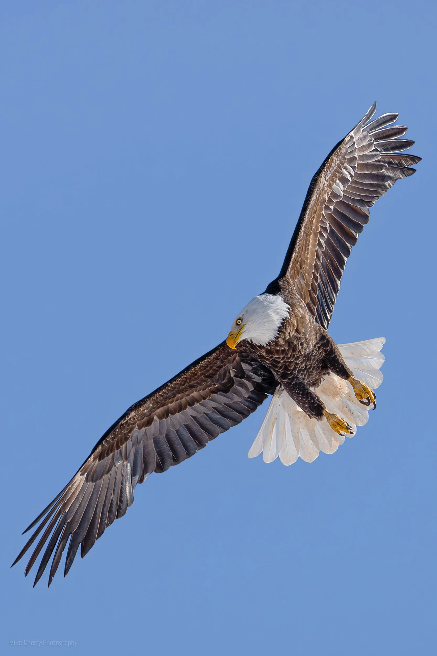 Bald Eagle 