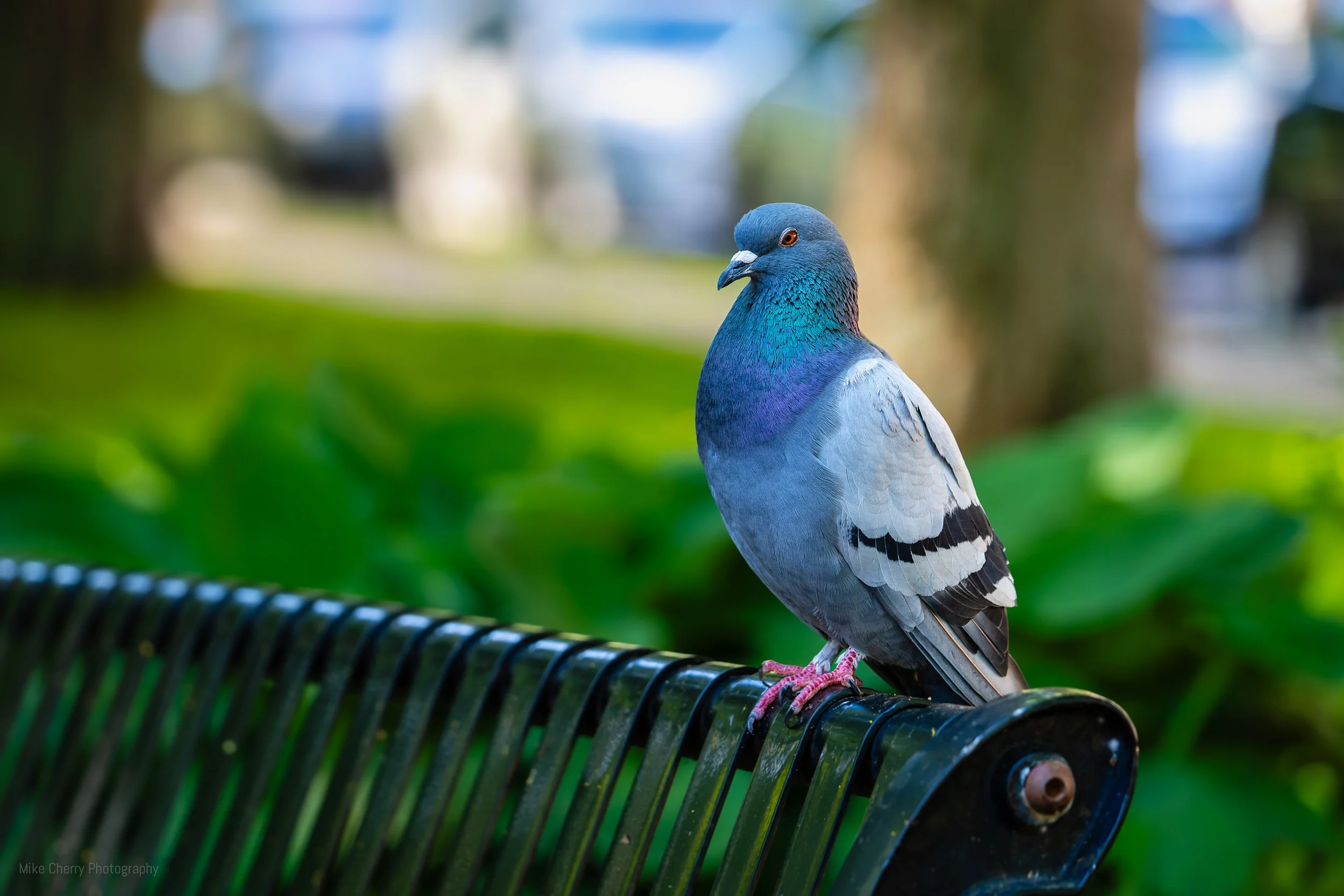 Domestic Pigeon 