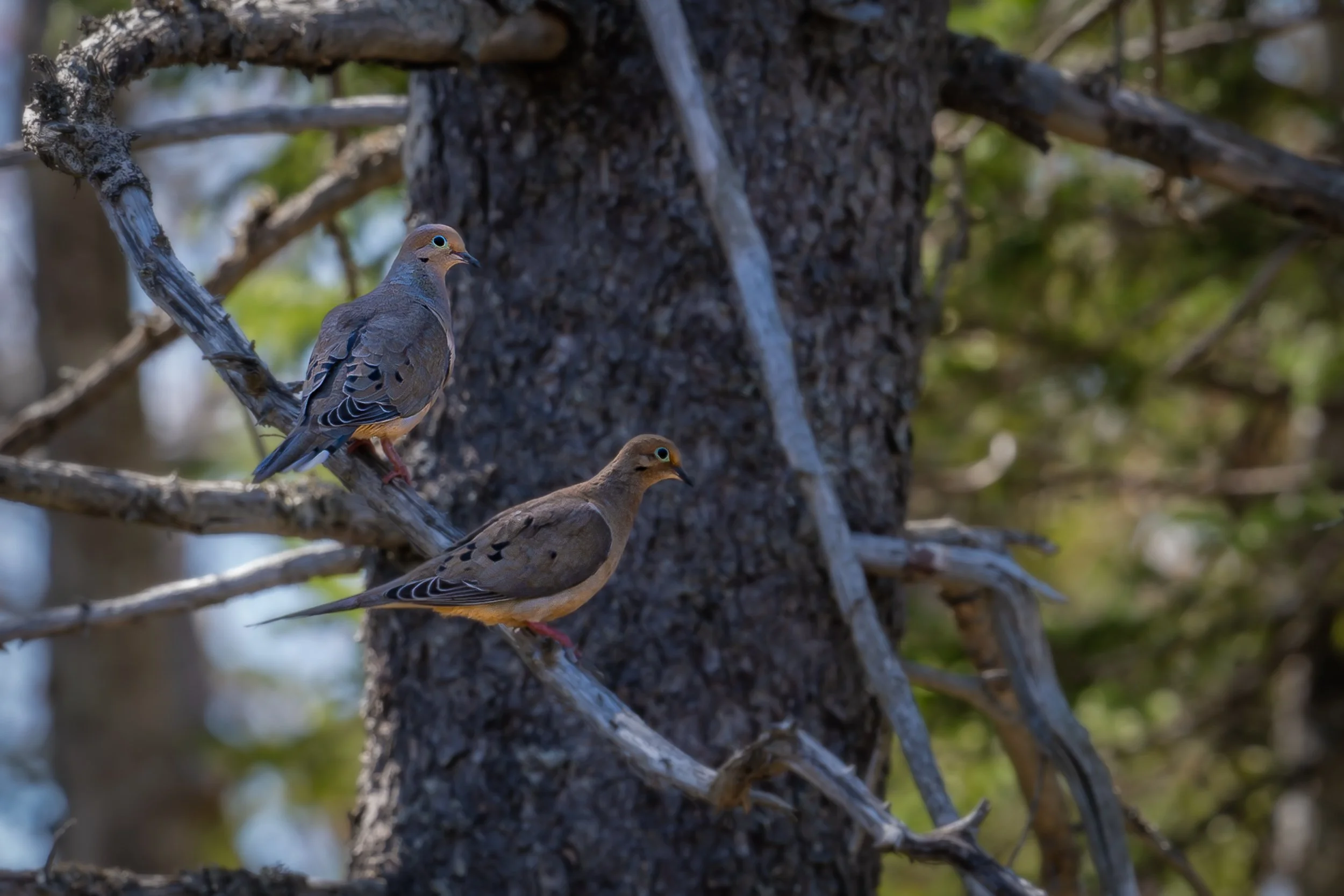  Morning Doves 