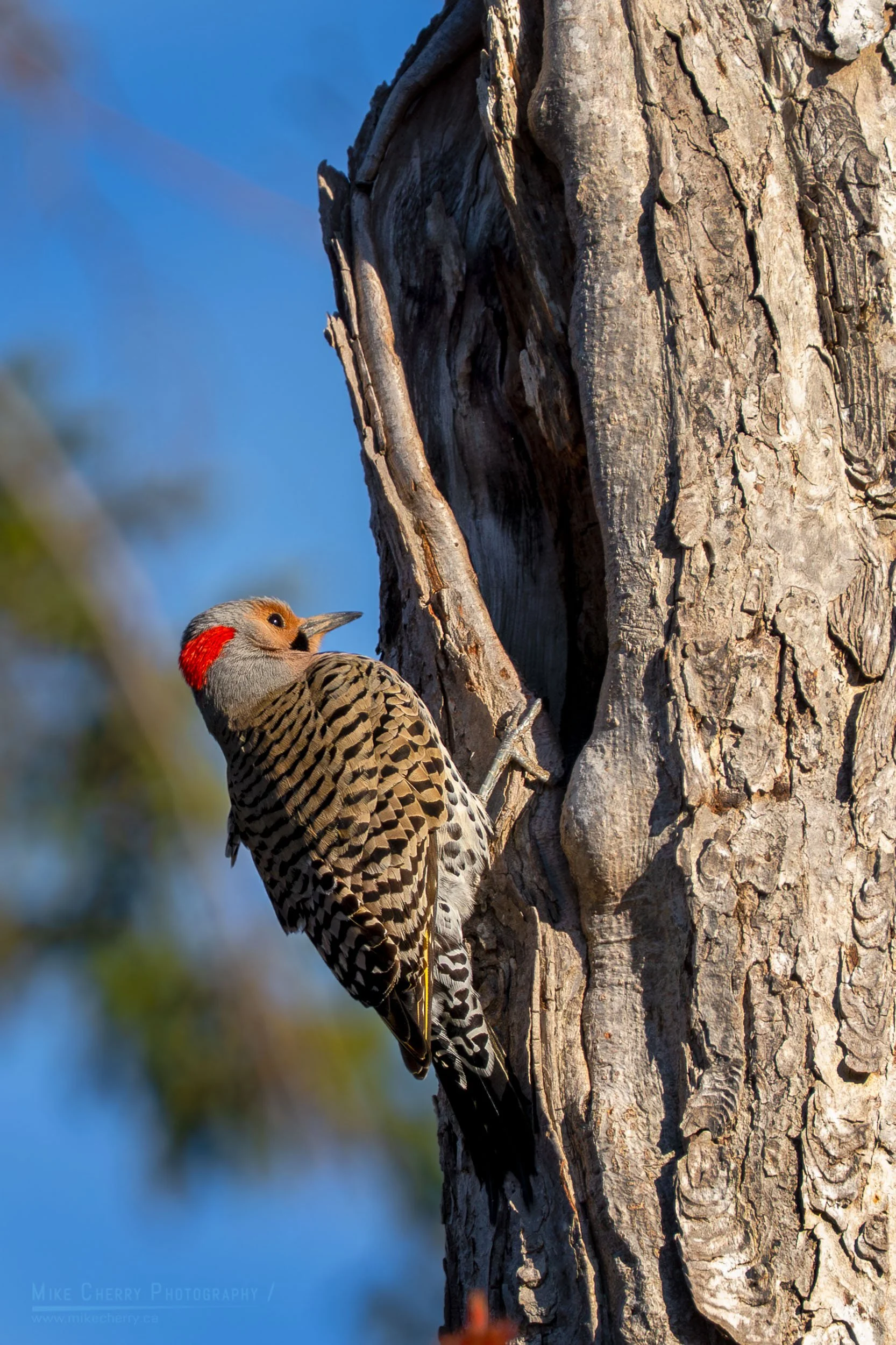  Northern Flicker 