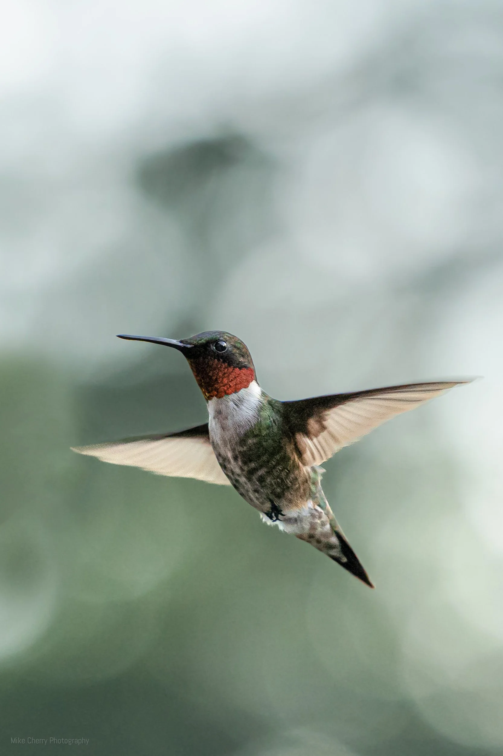  Ruby-throated Hummingbird 