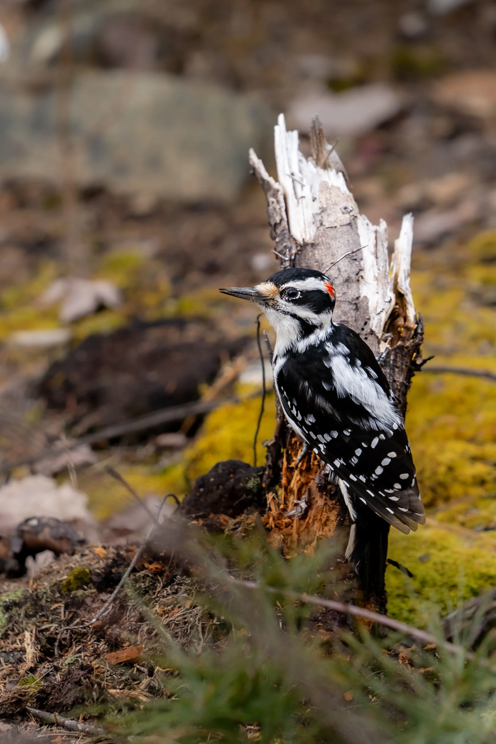  Downy Woodpecker 
