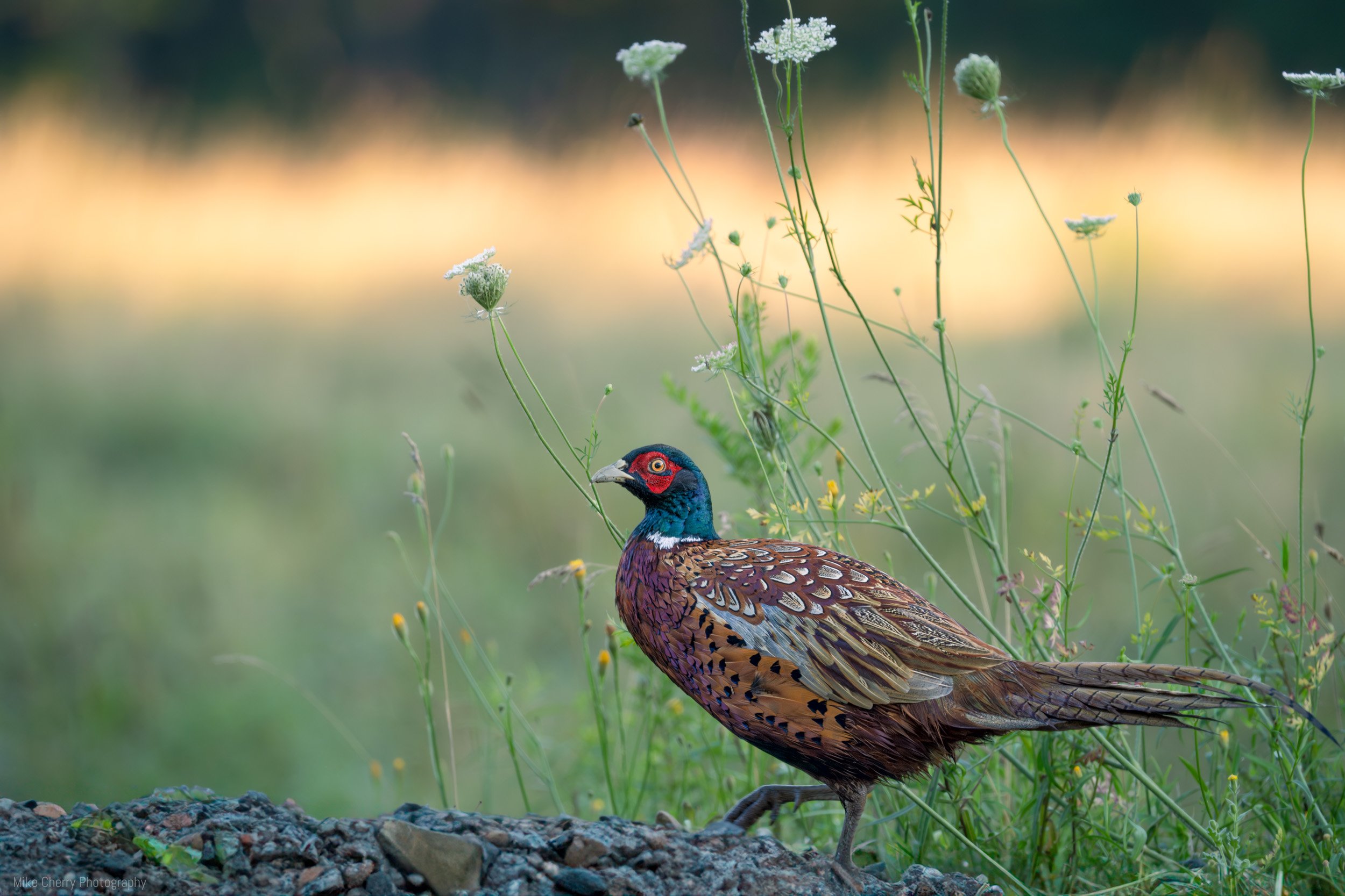  Ring-necked Pheasant 