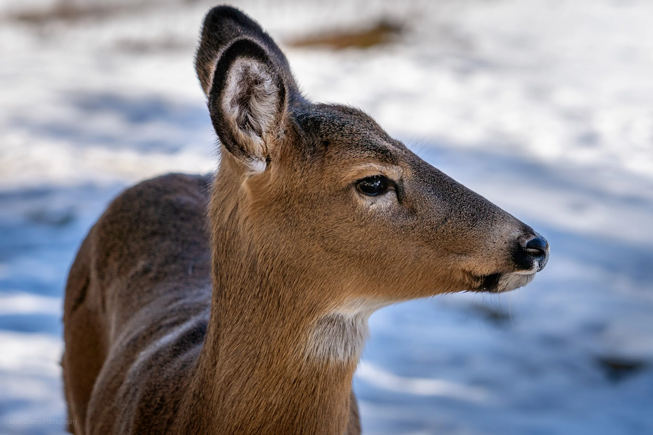  Whitetail Deer 