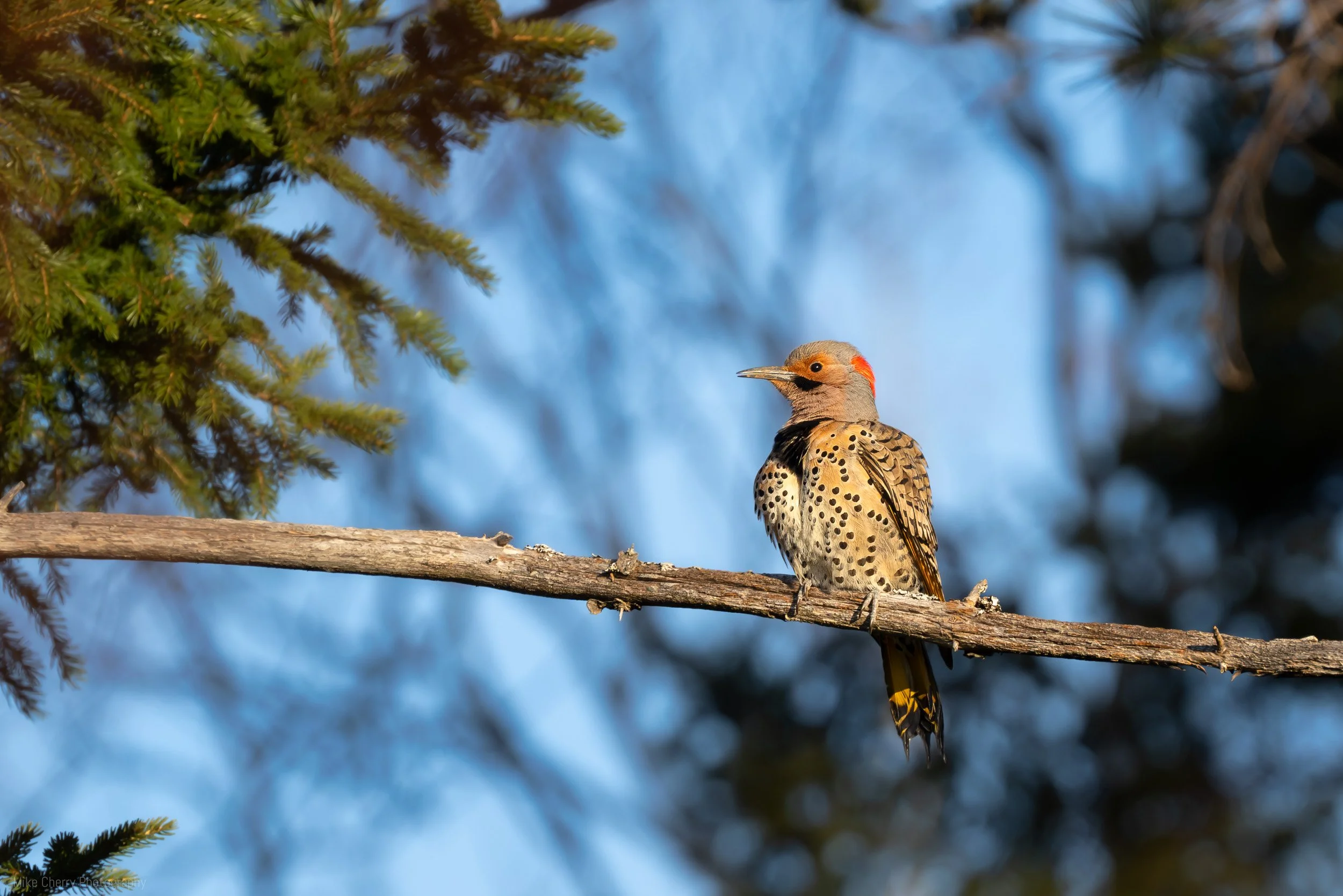  Common Flicker 