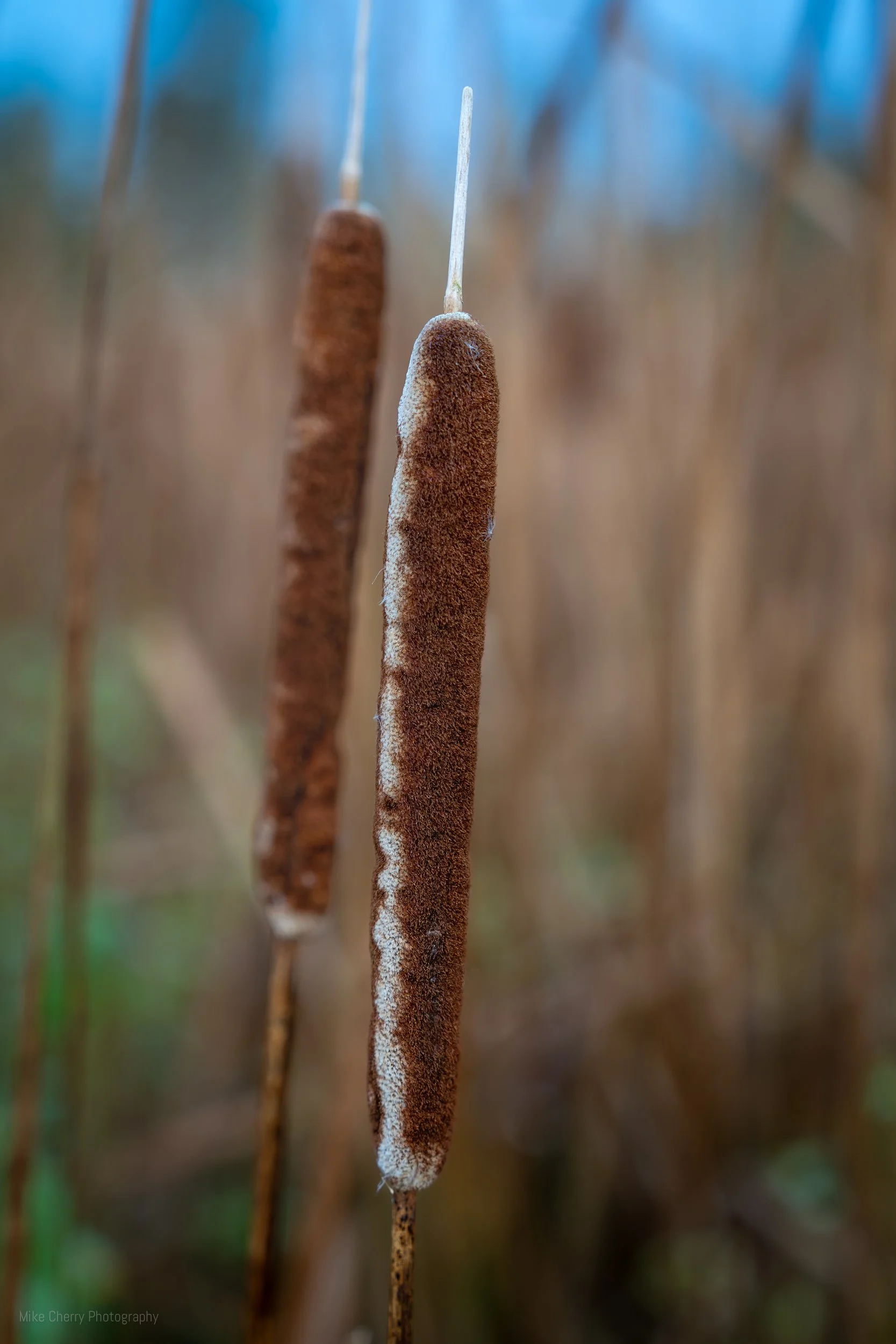  Bulrushes 