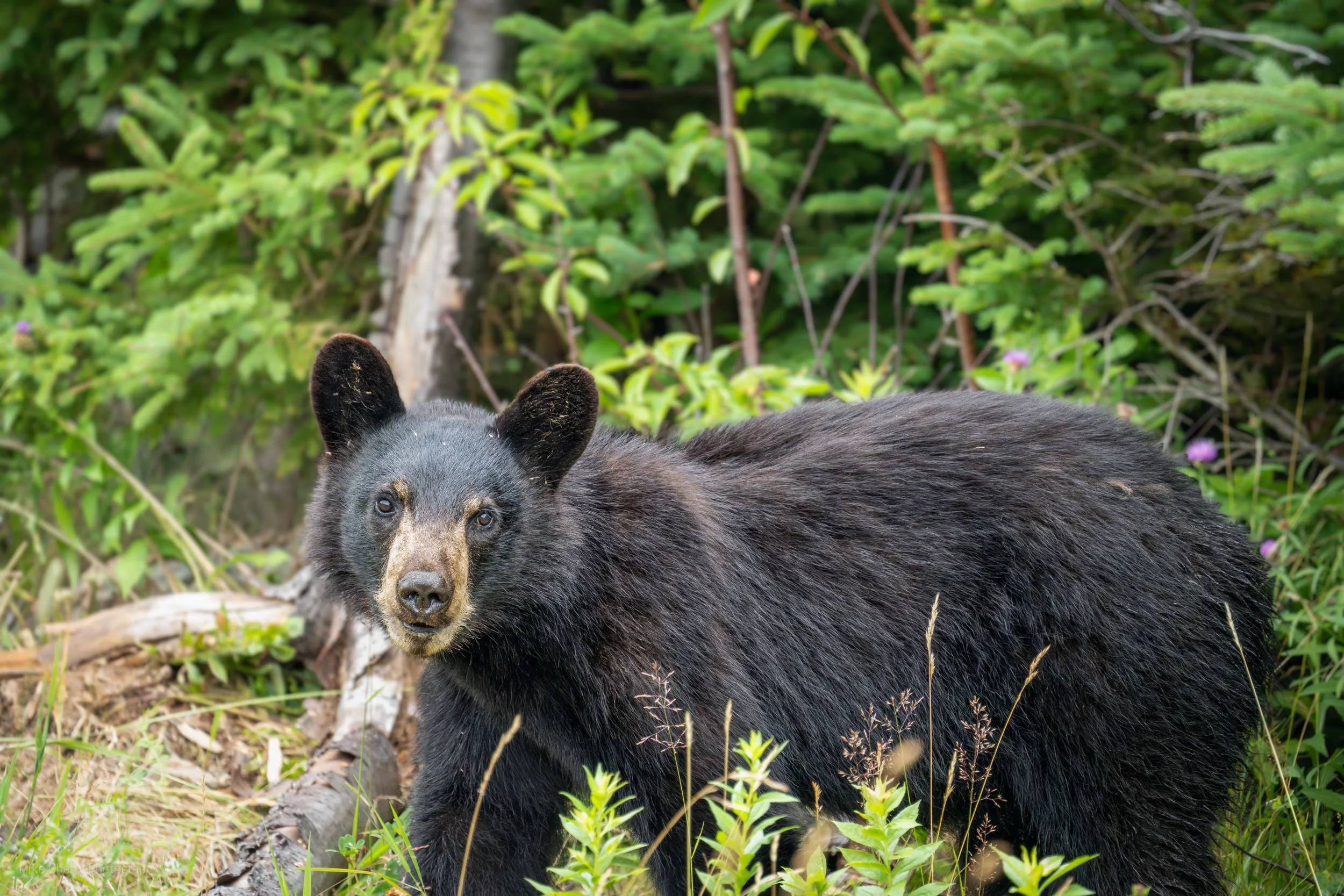  Black Bear 