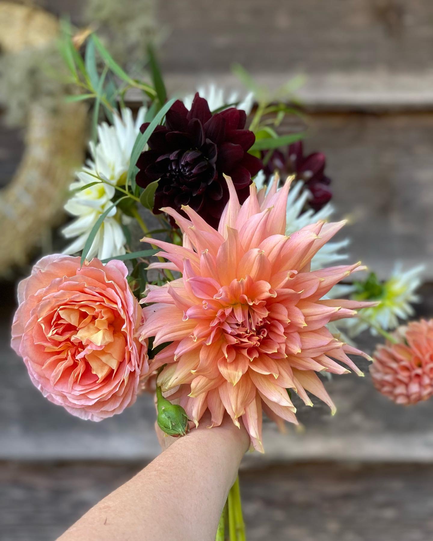 Dahlia s days are numbered&hellip;. Until next year! I love this colour combination , thankyou for all your bouquet orders this last year 🌸