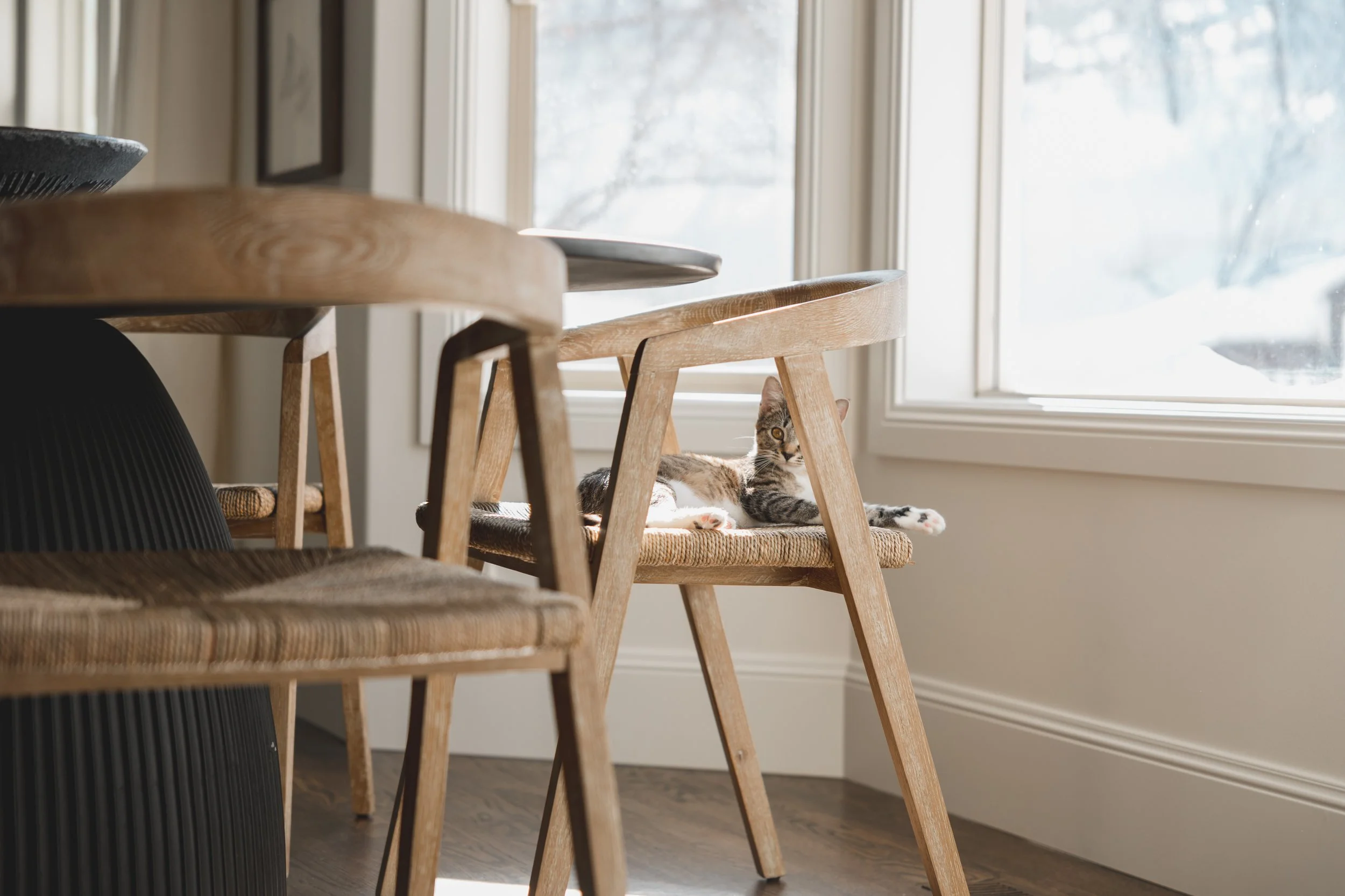 A cat lying on a chair near a window in a cozy home, with sunlight coming through the window.