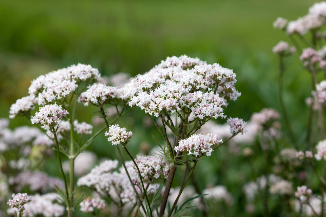 Illustration 1 valerian.png