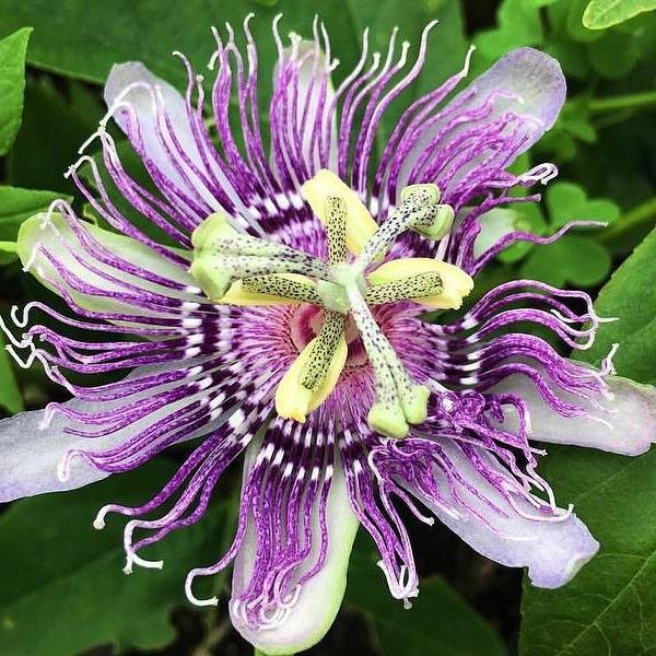 Passionflower_2_1024x1024@2x.jpg