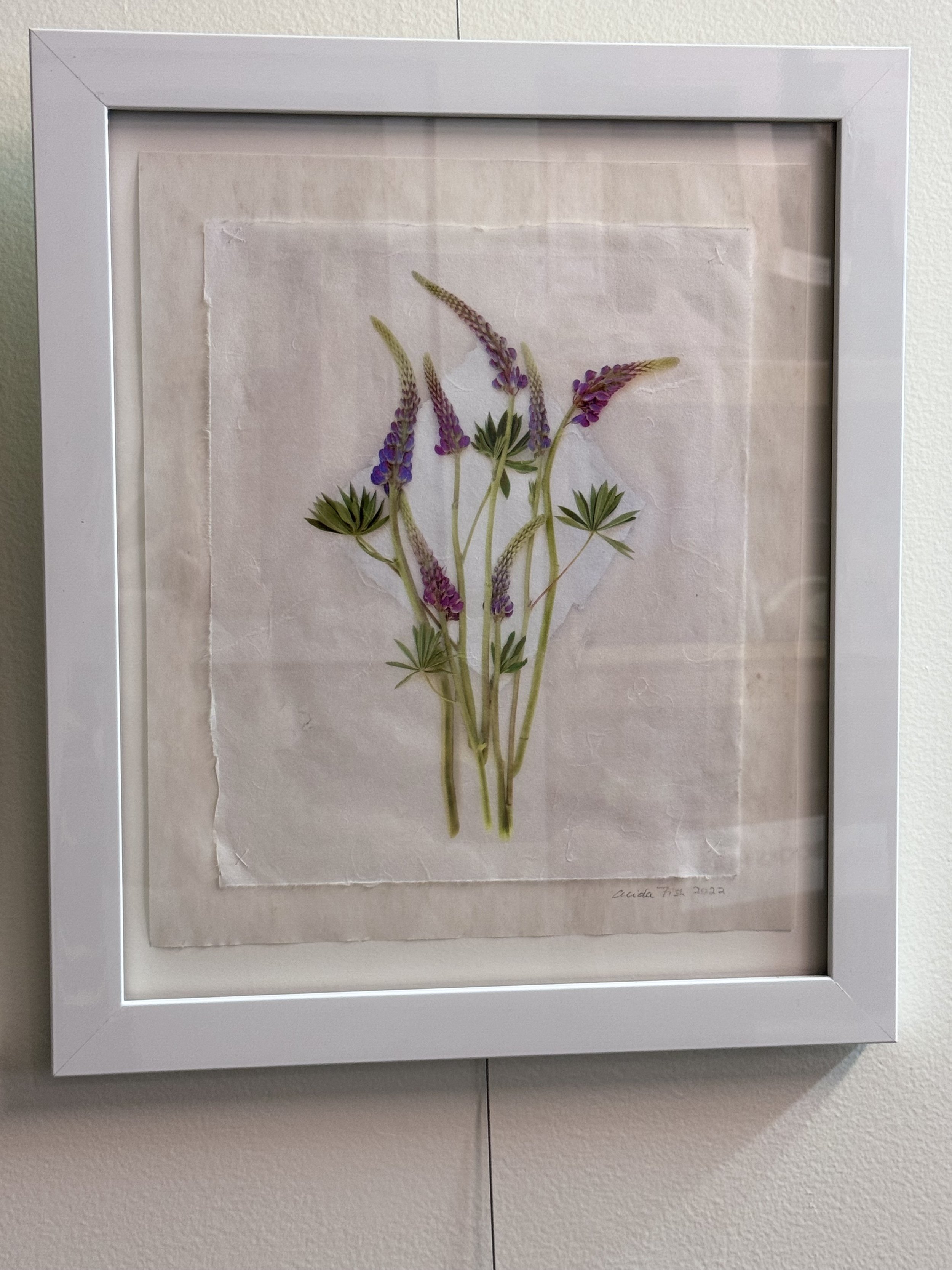 Alida Fish- Lupine, Harborside Maine - $325