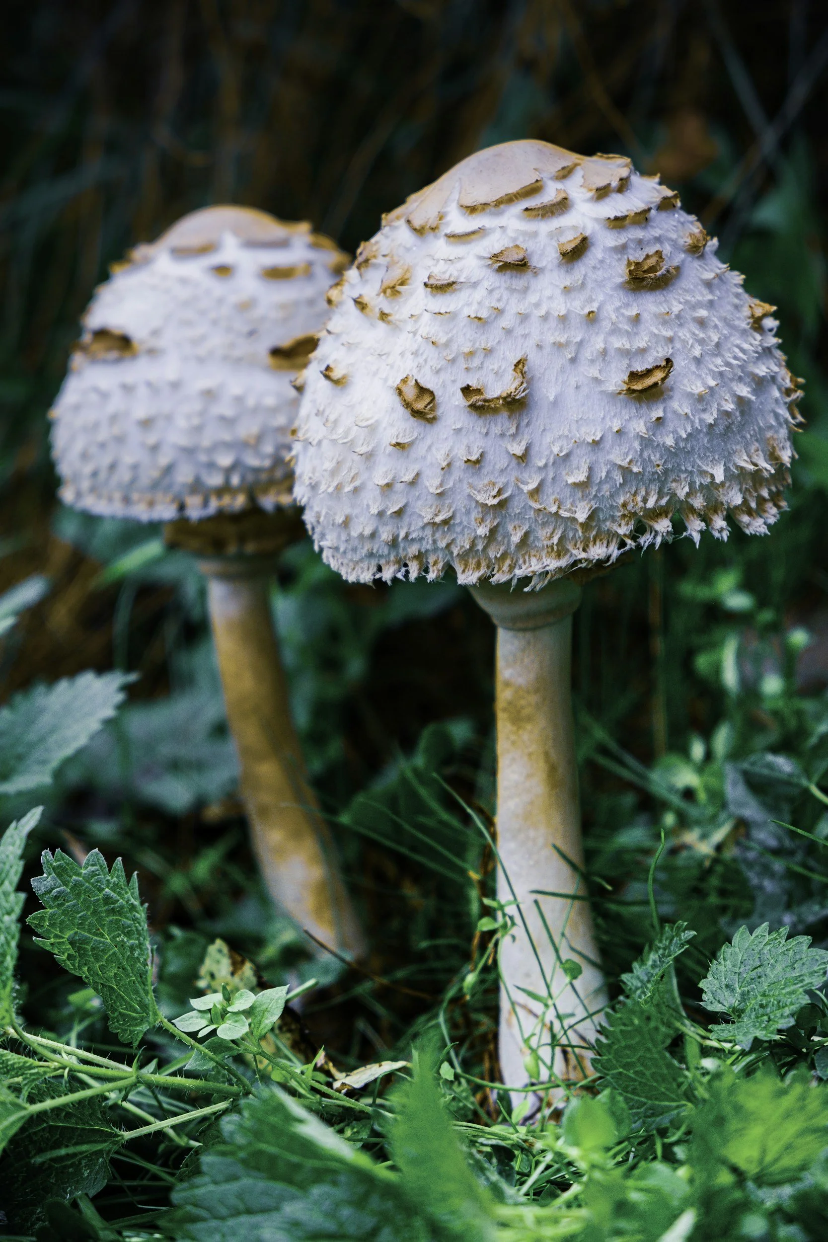 HBMS January Meeting