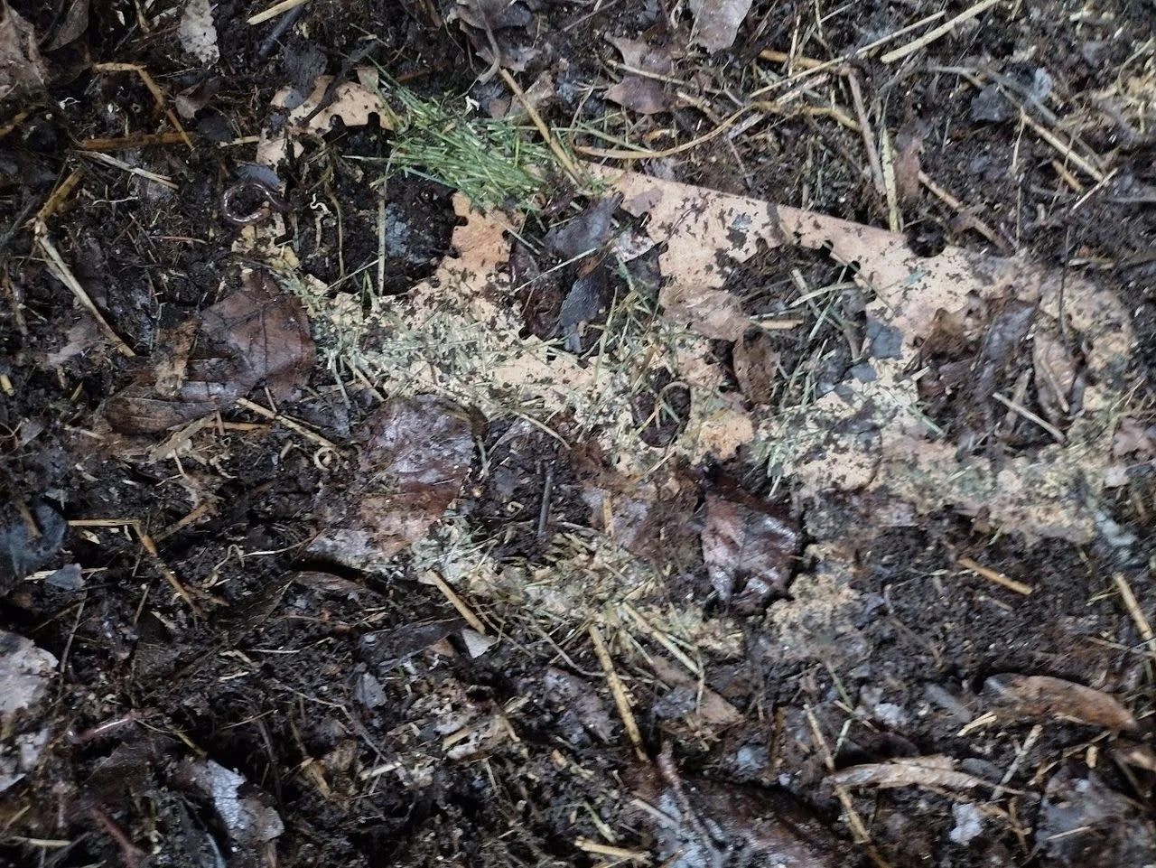 Why Biodegradable Can Rings Are Replacing Plastic Six-Pack Rings with Water-Resistant Cardboard