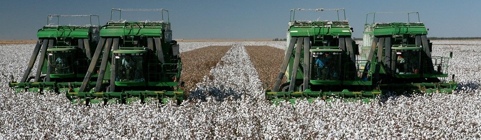CottonHarvest.jpg