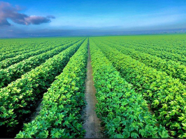 cotton.jpg
